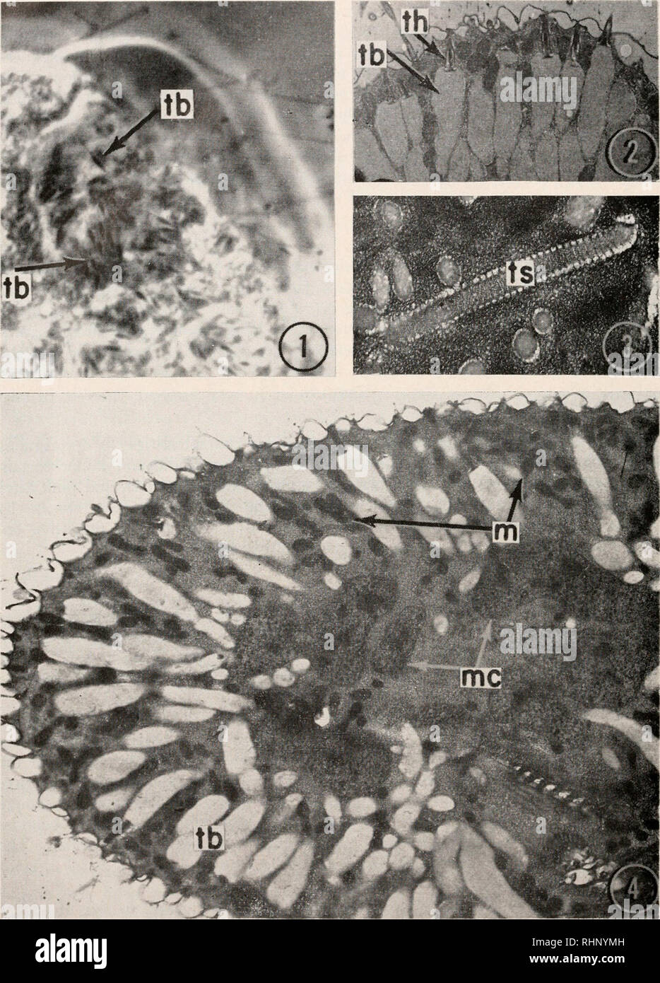 . The Biological bulletin. Biology; Zoology; Biology; Marine Biology. 184 E. L. POWERS, C. F. EHRET AND L. E. ROTH *. FIGURE 1. Phase contrast photograph of surface of compressed specimen of P. aitrclia showing size of body of trichocyst relative to head in living condition. 1000 X. in, mitochondrion ; me, macronucleus ; mem, macronuclear membrane ; mt, mitochondria! tubule; n, nucleolus; p, pore of mitochondrial tubule; pi, pellicle; pt, plastic; s, peritubular space; tb, trichocyst body; tc, trichocyst cap; th, trichocyst head; ts, trichocyst shaft (&quot;exploded&quot;).. Please note that t Stock Photo