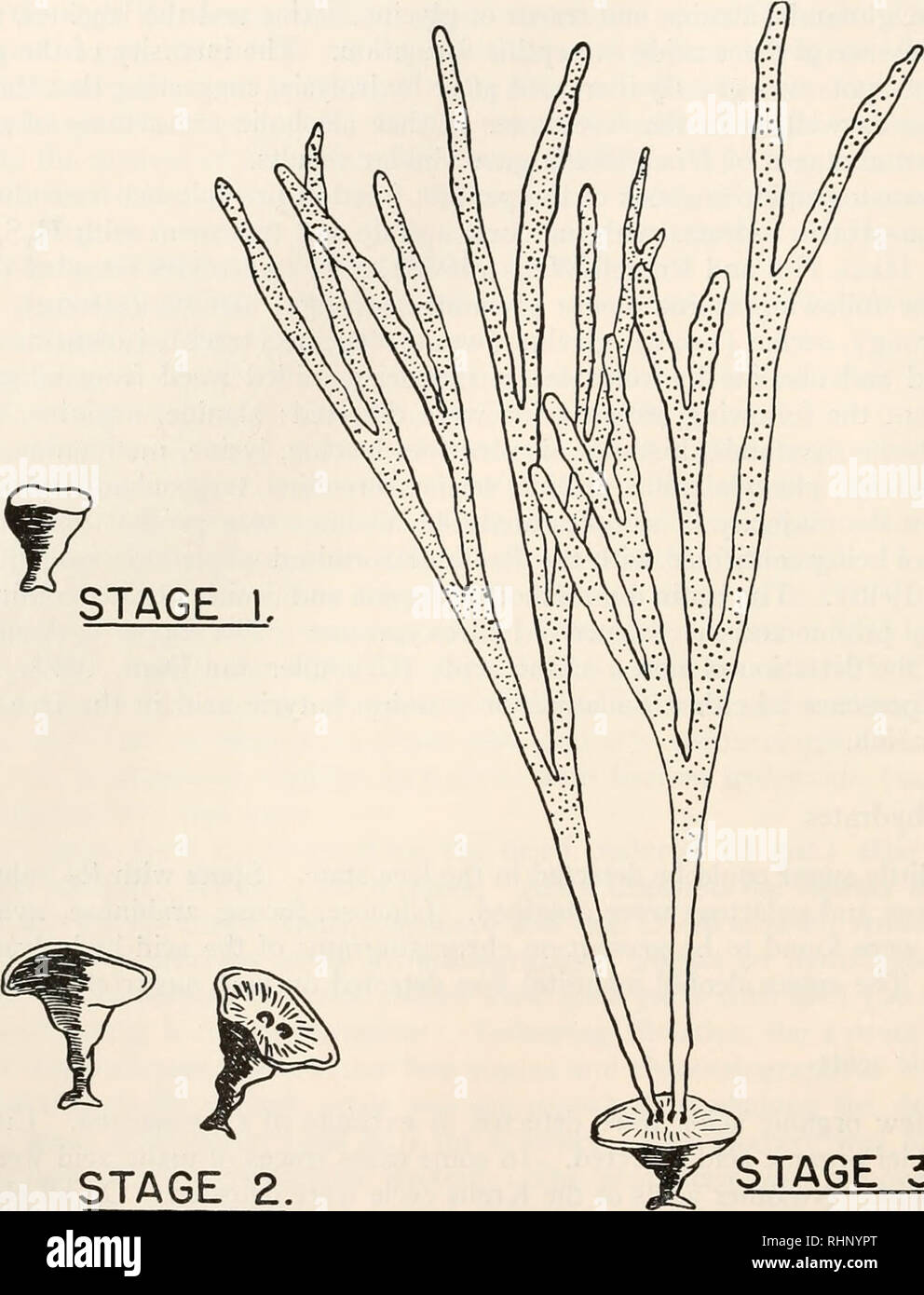 . The Biological bulletin. Biology; Zoology; Biology; Marine Biology. 172 RAYMOND F. JONES STAGE I, STAGE 2. STAGE 3. FIGURE 1. Stages of development of Himanthalia used in the chemical analysis, July, 1953: Stage 1. Young vegetative buttons, 1-1.5 cm. in length and tubular in form. Stage 2. Fully grown vegetative buttons. Stage 3. Mature plants composed of buttons, from which were given off long mature receptacles some 50-60 cm. in length. The receptacles were separated from the buttons, and further sorted into male and female for separate analysis. for total nitrogen, protein nitrogen and no Stock Photo