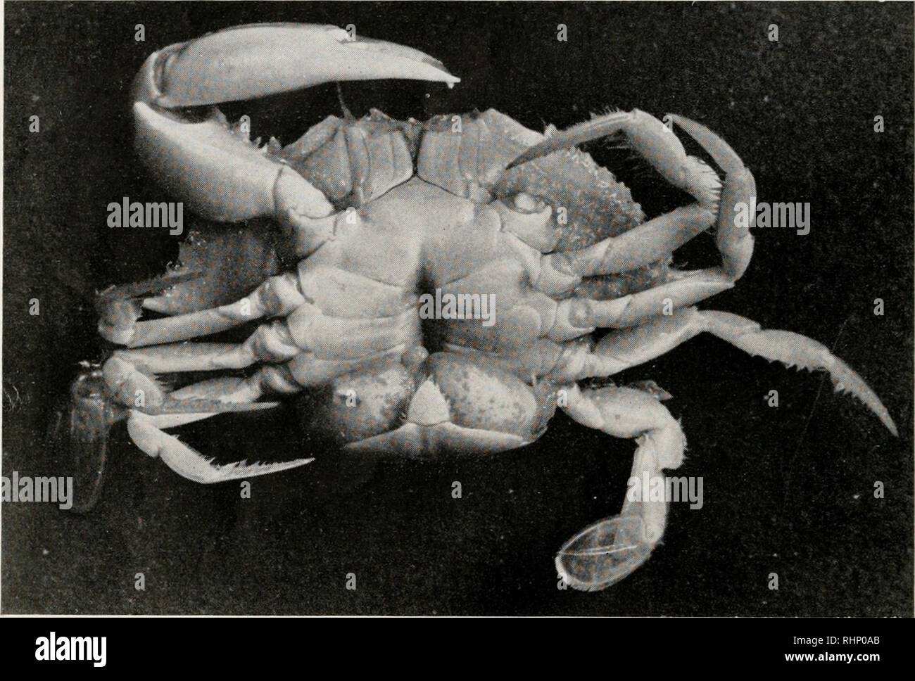 . The Biological bulletin. Biology; Zoology; Biology; Marine Biology. 278 EDWARD G. REINHARD MATERIALS EXAMINED Thirty parasitized crabs of the species C. sapidns were used in this study, with both sexes almost equally represented. The parasite is found attached to the underside of the abdomen of the host (Fig. 1), with the stalk of attachment fastened to the midline of the fourth or fifth abdominal segment, rarely on the third. As a rule, one parasite occurs on a single host, but instances of multiple infestation are not uncommon. Of 30 infested Callinectes, 18 bore one parasite, 7 had 2 para Stock Photo
