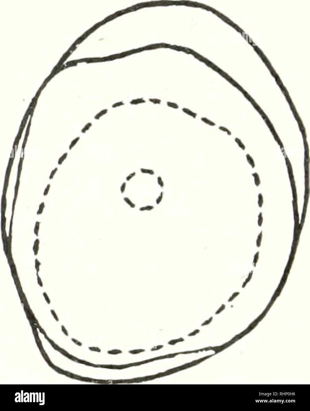 . The Biological bulletin. Biology; Zoology; Biology; Marine Biology. FIGURE 5. Two camera lucida drawings of dividing Astriclypens eggs as seen along the spindle axis. In the left hand one, the furrow is formed only at the animal pole while in the right hand one, the furrow has gone around the cell. The large dotted circles are optical sec- tions of the still uncleaved parts and the smaller dotted circles are cross-sections of the spindle. number of the protoplasmic processes which are formed just at the flattened edges of the furrow sides is greatly reduced so that the chance of their meetin Stock Photo