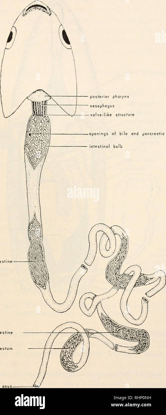. The Biological bulletin. Biology; Zoology; Biology; Marine Biology