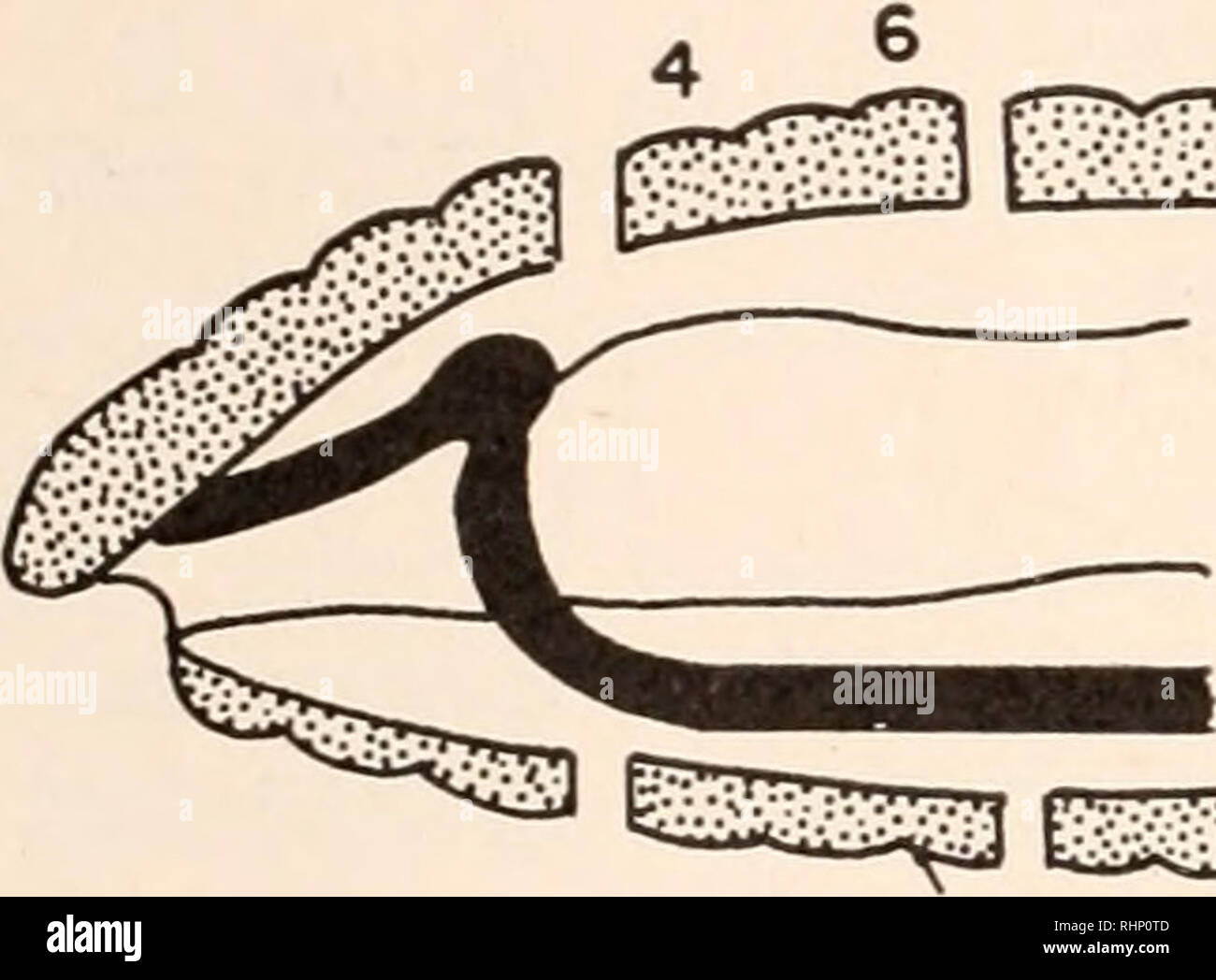 . The Biological bulletin. Biology; Zoology; Biology; Marine Biology. 474 BEN T. PAINTER Case 42 (Fig. 11) shows a regenerating brain and commissures; and an imperforate stomodeum. Figure 10, from another section of the same worm, shows the close relationship between the newly-formed brain and the epidermis. (c) Posterior cord drawn forward into graft. 1. &quot; Sleeve &quot; placed in normal orientation. Case 27 (Figs. 9 and 19).—A sleeve of anterior body-wall segments 4—6 was slipped, in normal orientation, over the intestine and nerve cord of post-clitellar segments 10-12. At the end of two Stock Photo