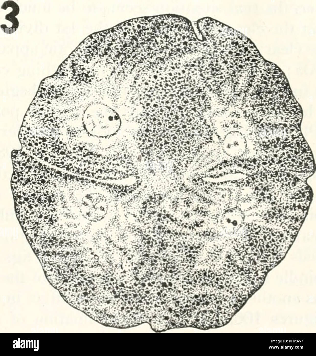 . The Biological bulletin. Biology; Zoology; Biology; Marine Biology. FIGURE 12. Sections of an egg of Strongylocentrotiis pulchcrriinus in the second division, the first cleavage of which was suppressed by ether. Fixed in chrome-formol mixture, la and b are two successive sections of an egg showing two spindles and four asters (the slit in the middle of b is an artefact). Two is an egg cleaving into two binucleate cells with the bend- ing of the spindles. Three is another egg in a slightly later stage with sharply bent spindles, the spindles being much more vague in this case.. Please note  Stock Photo