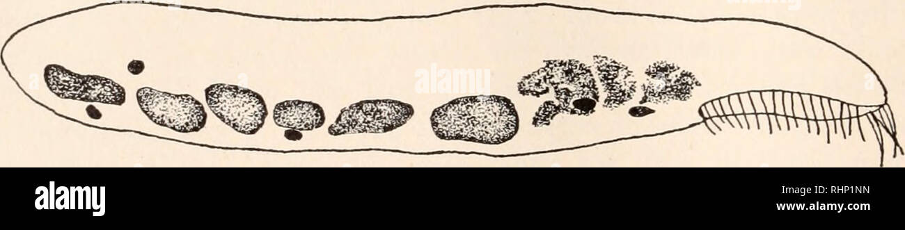 . The Biological bulletin. Biology; Zoology; Biology; Marine Biology. D FIG. 1. Camera lucicla drawings of material fixed immediately after exposure to the electric current. Cilia omitted. A. Fragment from posterior region of organism, with one intact macronucleus and t,wo micronuclei. One of the latter is faint and elongate. Peristome lacking. Such fragments do not regenerate. X 1157. B. Fragment with two macronuclei and one micronucleus, the latter faint and ghost-like. X 1144. C. Fragment from anterior region of organism. Peristome intact. X 1120. D. Intact individual. The macronuclei at th Stock Photo
