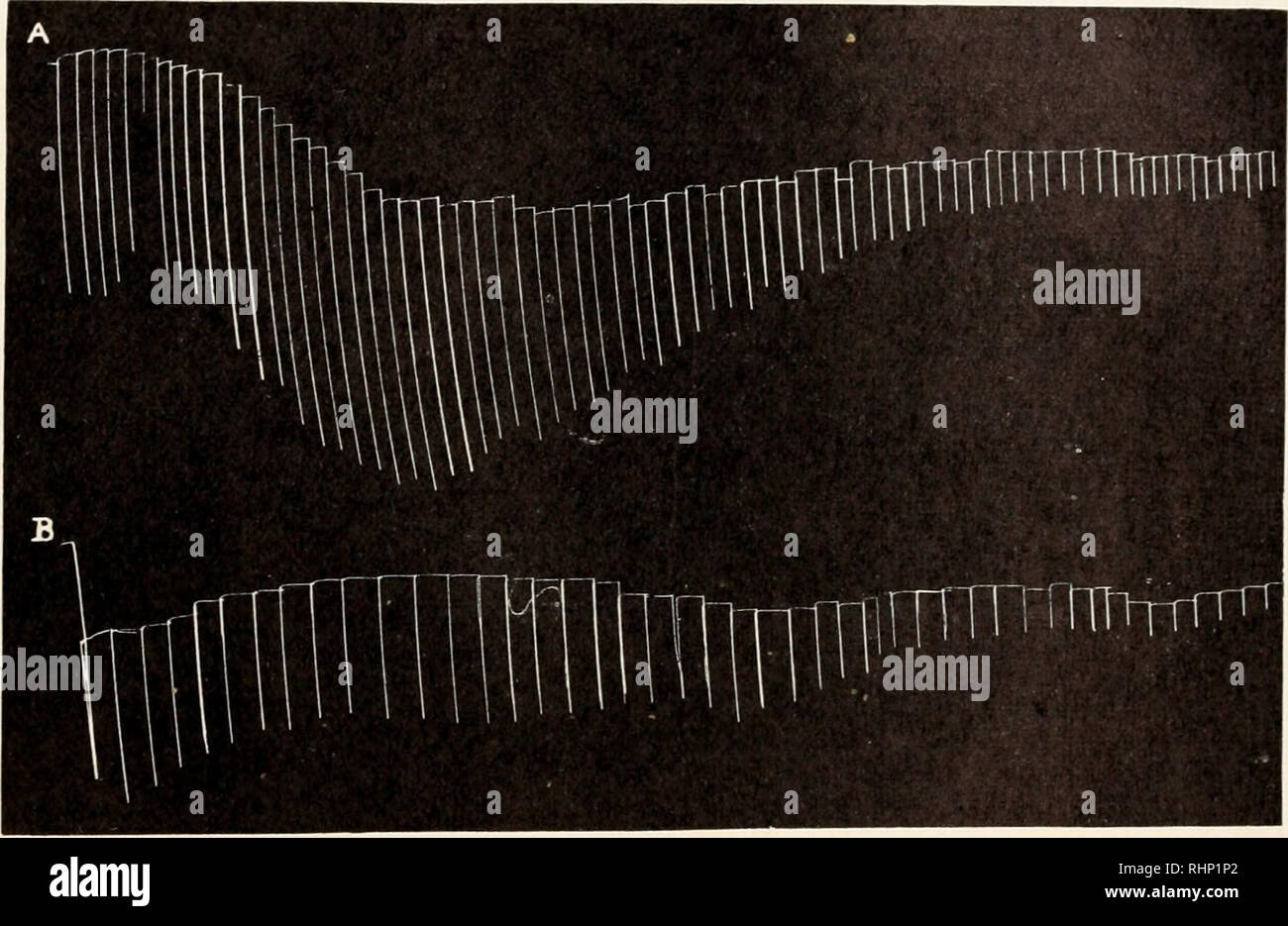 . The Biological bulletin. Biology; Zoology; Biology; Marine Biology. AUGMENTATION PHENOMENA IN THE EARTHWORM 307 acetylcholine and which was antagonized by physostigmine. This he thought was probably a high concentration of choline esterase. If acetylcholine is produced by stimulation of the earthworm muscle preparation, and if this is not completely hydrolyzed by choline esterase before the next stimulation, the persisting acetylcholine could be the cause of the augmentation of the responses. The application of phy- sostigmine which prevents the action of choline esterase could, therefore, s Stock Photo