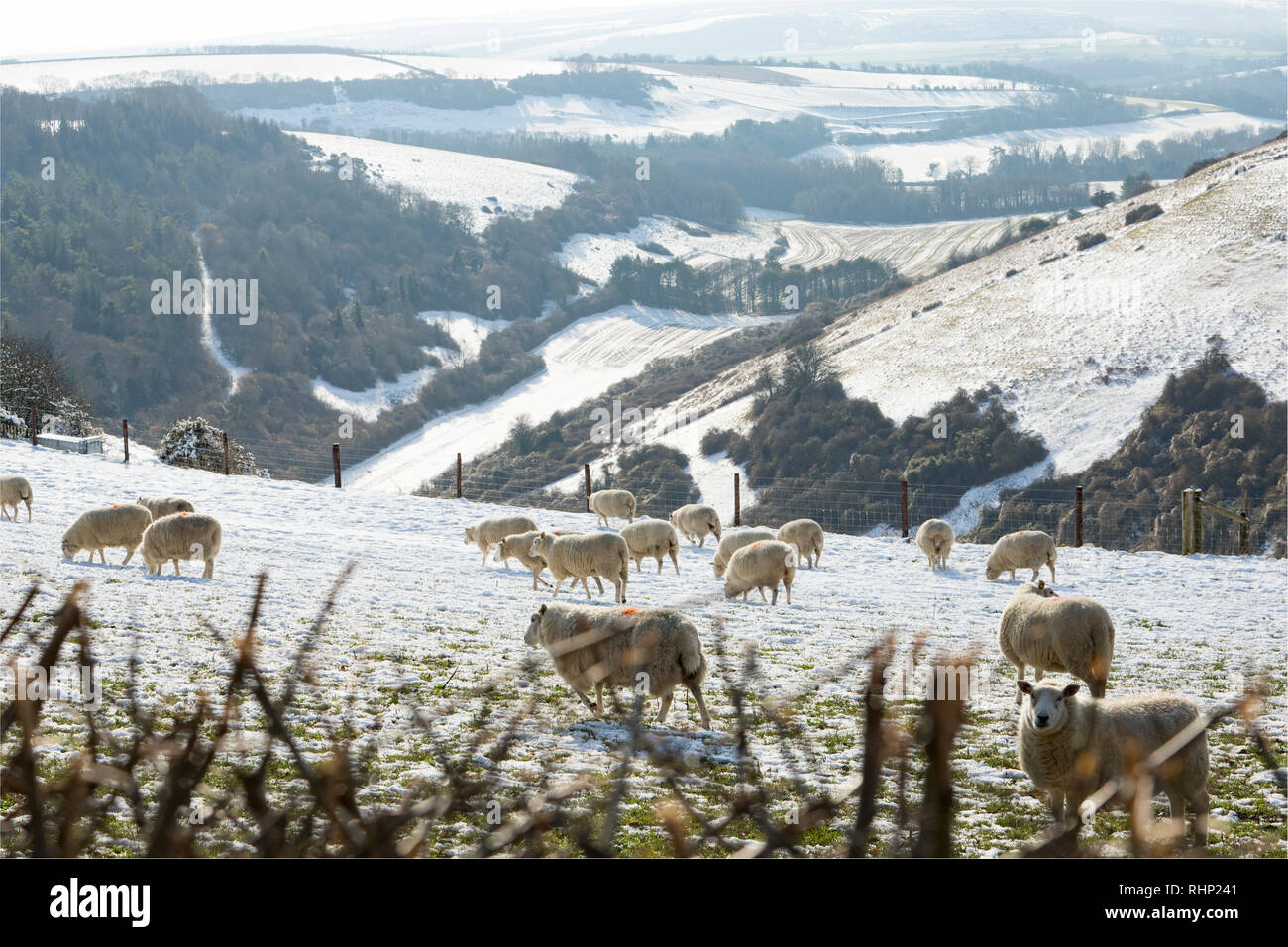 Sheep in snow covered fields against a backdrop of the Blackmore Vale near Shaftesbury, North Dorset England UK GB 2.2.2019 Stock Photo