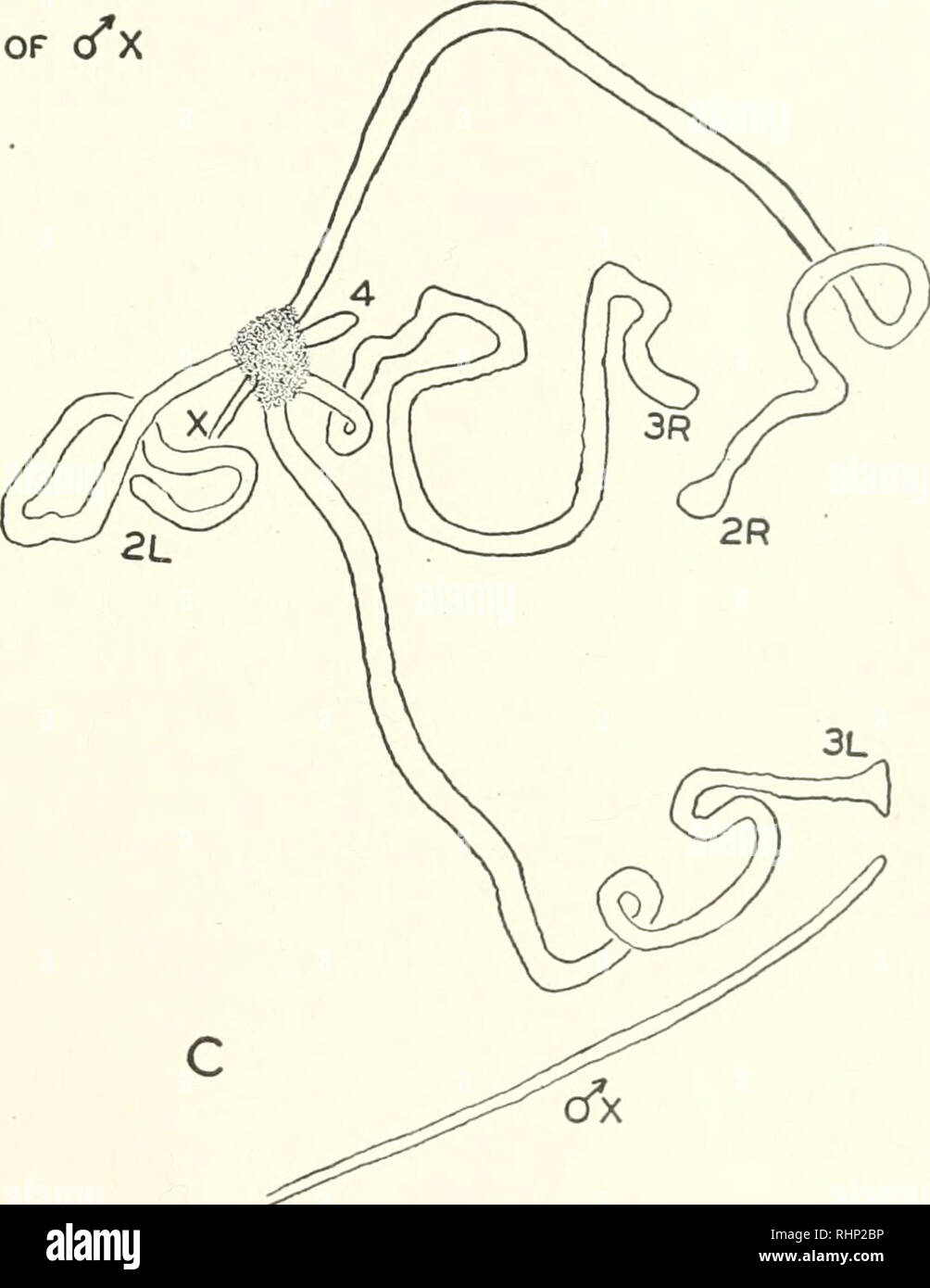 . The Biological bulletin. Biology; Zoology; Biology; Marine Biology. 3L TIP. FIGURE 1. A. Configuration of chromosomes, sketched with needles of micromanipulator in position. B. Behavior of the two adhered ends while the needles were being moved apart. 1. Original position. 2. As the streching begins a thread-like material pulls out between the two ends. 3. The maximum extent of the stretching of the material between the two tips. 4. The thread-like material breaks and disappears leaving the ends free and relaxed. C. The same configuration of chromosomes as in A, after the ends have broken ap Stock Photo