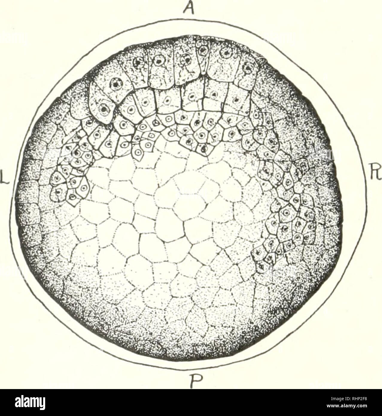 . The Biological bulletin. Biology; Zoology; Biology; Marine Biology. 136 FLORENCE MARIE SCOTT been proliferating more slowly. The lateral margins of the posterior blastoporal lip are potential muscle cells of the tail; the central region is caudal mesenchyme. The relationship of the hlastopore regions are the same as they are in gastru- lation stages of Styela where the blastopore is finally T shaped. Convergence of the lateral margins toward the median axial plane is asymmetrical and the lateral margins fuse to the left of the mid-line. The blastopore of Amaroecium may be described as an irr Stock Photo