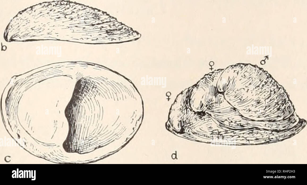. The Biological bulletin. Biology; Zoology; Biology; Marine Biology. Im ' r-&gt;. FIG. 2. Crepidula onyx; a, typical form, large group consisting of seventeen individuals from intertidal mud flat; the group includes five basal females, two transition individuals and seven superimposed functional males, with two small supplementary males and one sexually immature young (Im); b, large, isolated female of the roughened, flattened form (rugosa); c, same from ventral surface of empty shell; d, rugosa form, small group consisting of two basal females and one superimposed male. Scale indicates natur Stock Photo