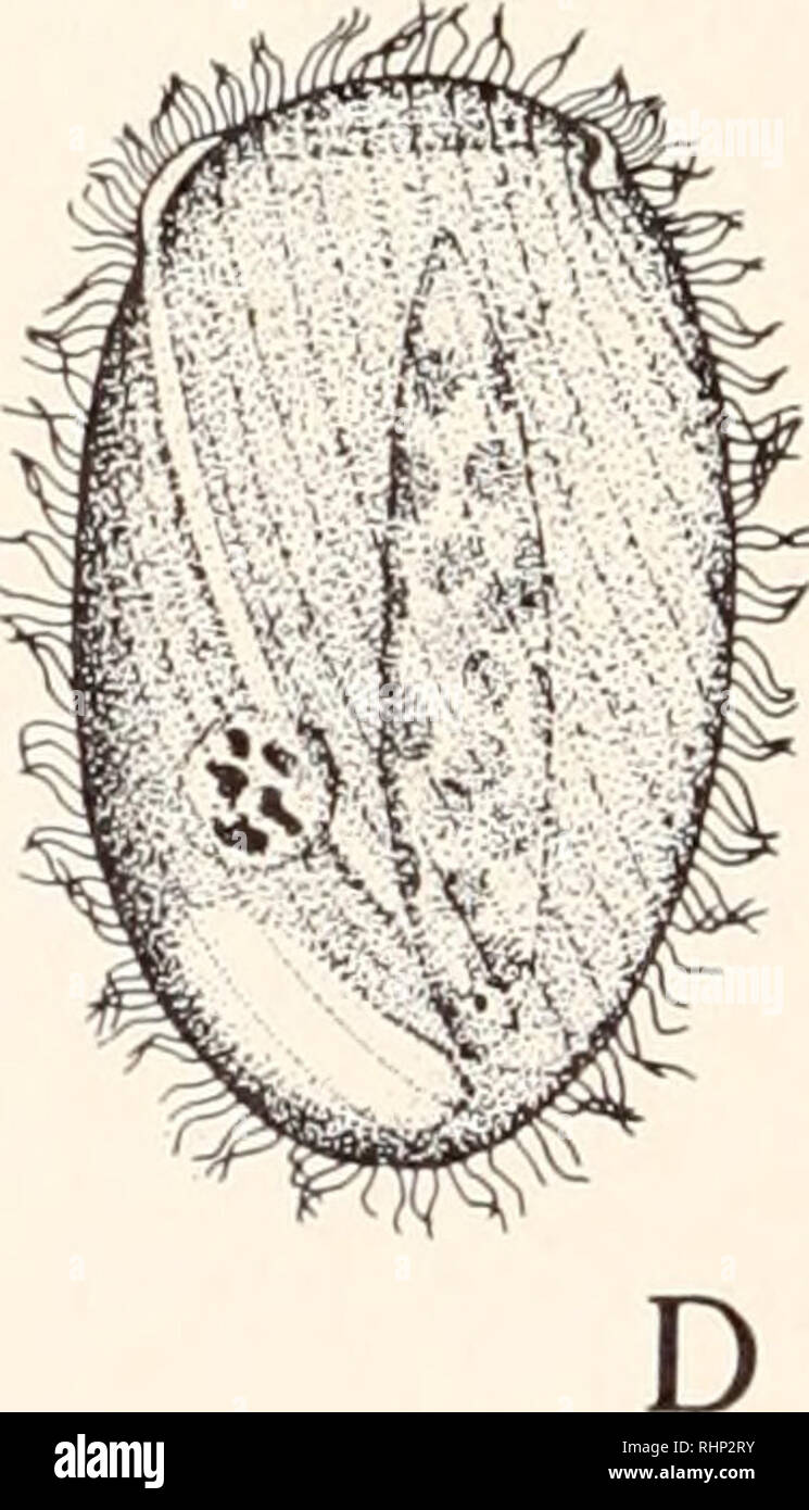 . The Biological bulletin. Biology; Zoology; Biology; Marine Biology. FIG. 4. Starved Perispira ovum, showing successive stages during the inges- tion of a Euglcna. A. Flagellum is caught. B. Mouth beginning to open. C. Arrows indicate the direction of the cyclosis which carries the Euglcna in. D. Mouth closed immediately after ingestion. in chromaticity. It regularly lies very close to the macronucleus and may easily be overlooked. Kahl (1926) states that he was never able to identify it with certainty. We have made extensive observations on the mechanism of feeding. Food taking is best obser Stock Photo
