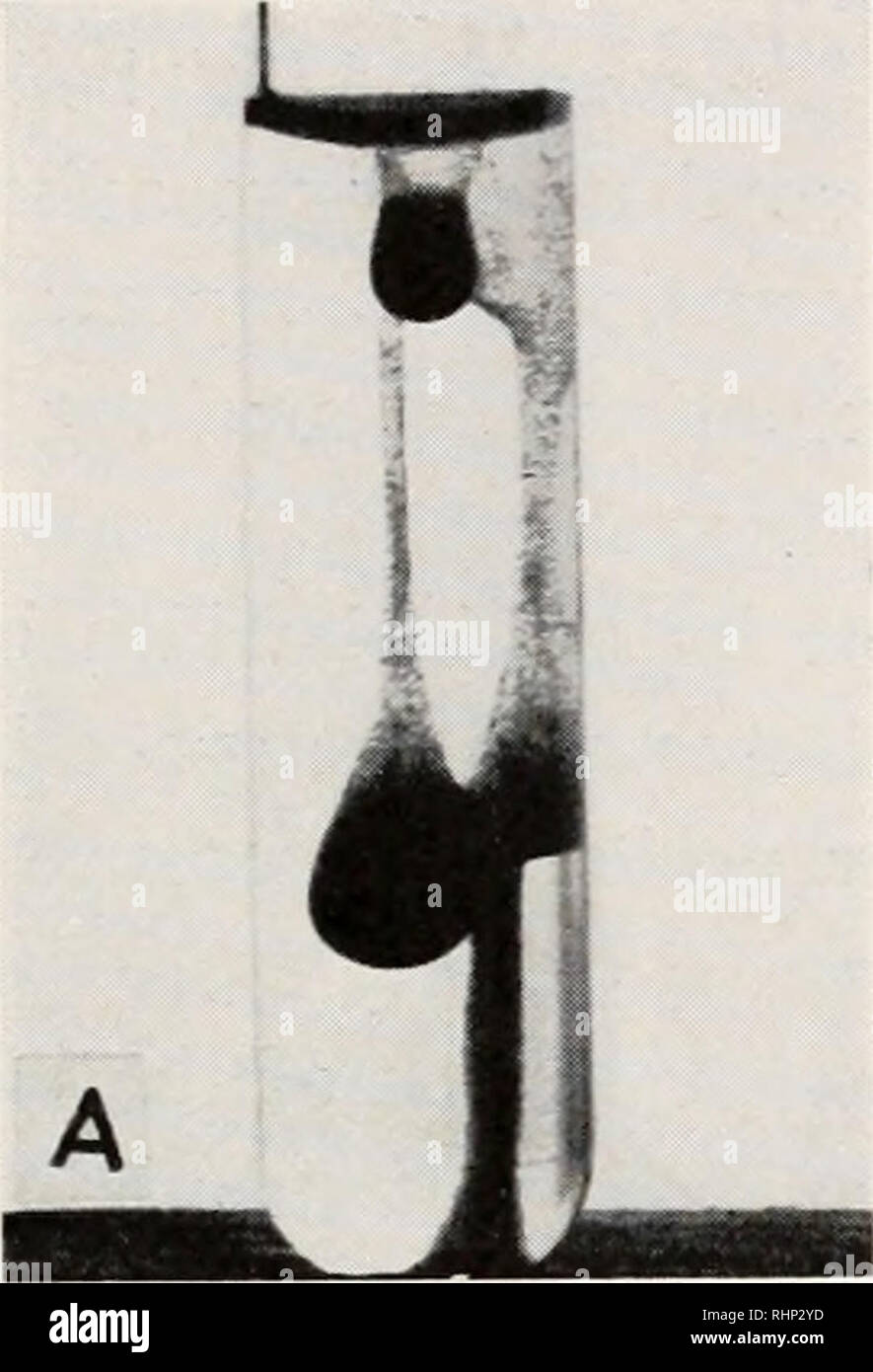 . The Biological bulletin. Biology; Zoology; Biology; Marine Biology. PROPERTIES OF ARBACIA SPERM EXTRACTS 193 a homogeneous suspension which slowly settles (Fig. 1, C). Subse- quent agitation of each tube causes an increase in the density of the egg- masses in the extract, while the eggs in sea water redistribute them- selves through the solution and again settle to the bottom of the tube. We will call this phenomenon the &quot; egg-agglutination reaction,&quot; and the inciting substance present in sperm extracts, the egg-agglutinating sub- stance. These terms are used in a purely descriptiv Stock Photo