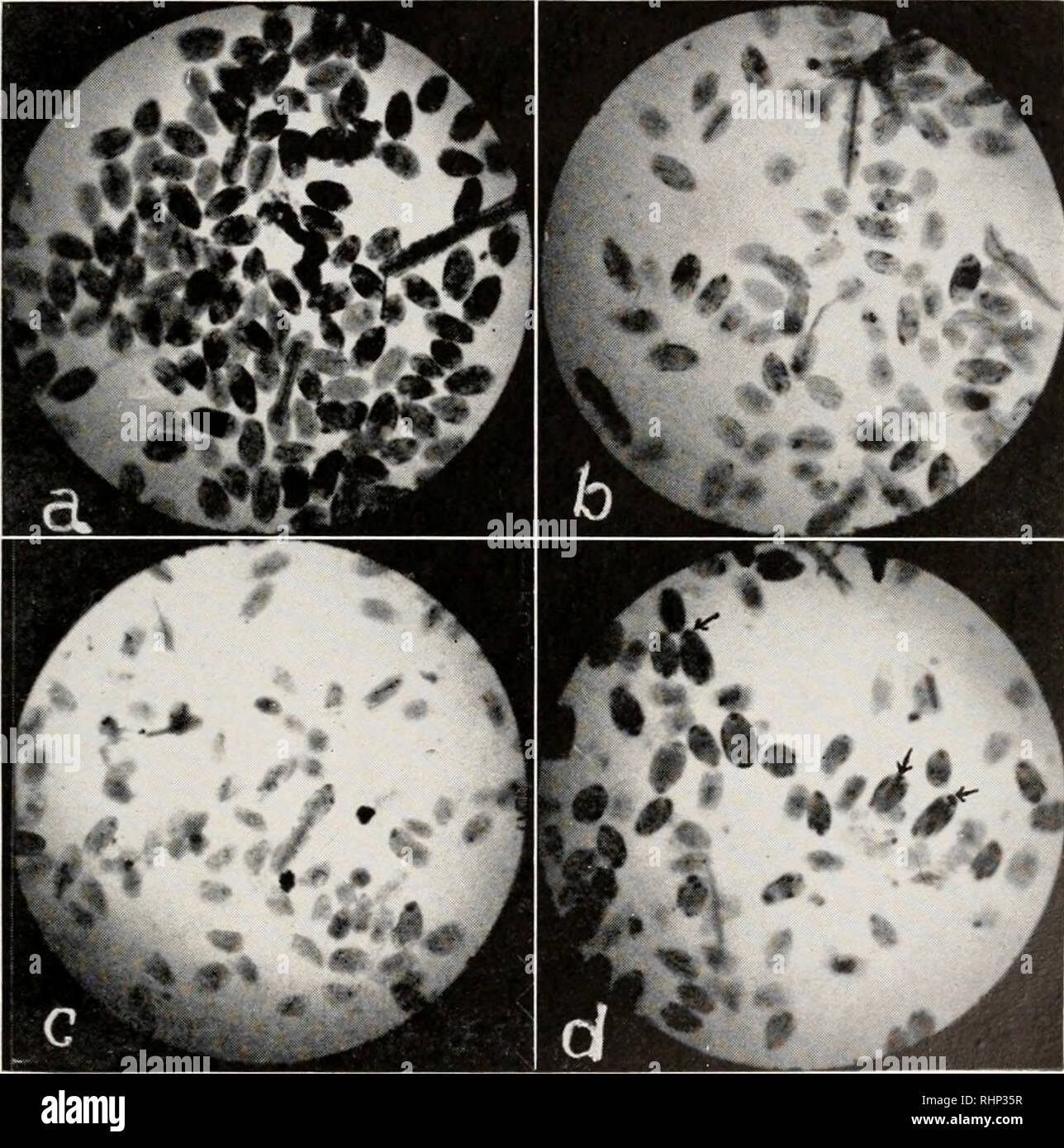 Cellulolytic bacteria hi-res stock photography and images - Alamy