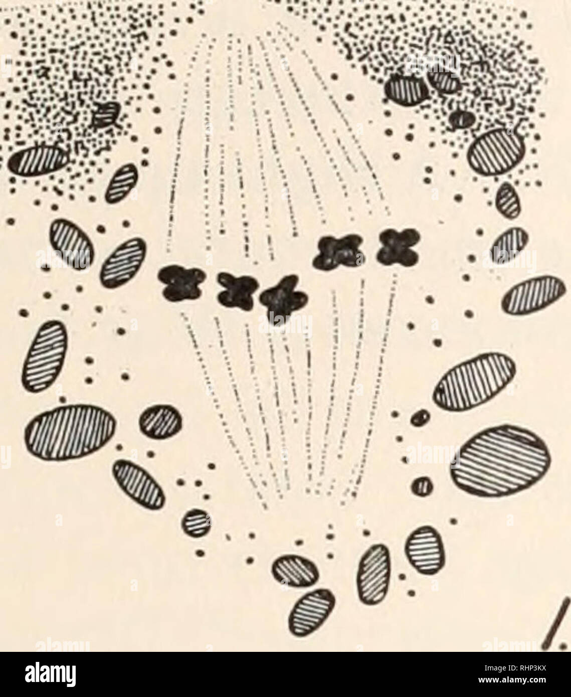 . The Biological bulletin. Biology; Zoology; Biology; Marine Biology. ANDROGENETIC DEVELOPMENT OF FROG EGG 235 awaiting the entrance of the sperm before continuing in the production of the second polar body and the female pronucleus. Sections through the egg in this stage of maturation reveal the relation of the spindle to the egg surface. (Fig. 1). It is to be noted that it lies close to the surface and is almost completely covered over by pigment granules. As the second maturation division proceeds this relationship is altered.. Please note that these images are extracted from scanned page i Stock Photo