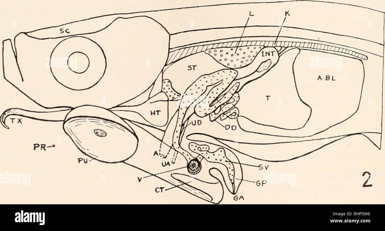 . The Biological bulletin. Biology; Zoology; Biology; Marine Biology. AX 1. CT FIG. 1. Phenacostethus smithi d, internal organs in situ from the proctal side (X 16). Testis and portion of ductus deferens removed. The priapium is the large ventral appendage; several bones in it are outlined but Bailey's figures should be consulted for the complete skeleton. FIG. 2. Phcnacosthethits &lt;$, internal organs in situ from the aproctal side. Abbreviations A anus ABL air bladder AX axial bone CT ctenactinium DD ductus deferens GA genital aperture GG gas gland GP genital papilla HT heart INT intestine  Stock Photo