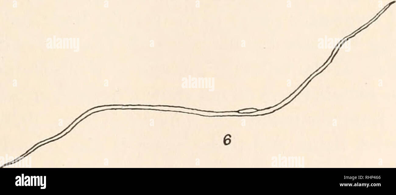 . The Biological bulletin. Biology; Zoology; Biology; Marine Biology. EXPLANATION OF FIGURES All drawings were made with the aid of a camera lucida. FIG. 1. Cross-section of a small portion of a muscle showing fibers, fibrils, and distribution of connective tissue. X 625. FIG. 2. Cross-section of individual fibers showing the position of the nuclei. X 1250. FIG. 3. Longitudinal section of a portion of a muscle fixed in isometric con- traction showing the cross-striations produced by the vertical alignment of the contraction nodes of adjacent fibers. X 168. FIG. 4. Longitudinal section of a por Stock Photo