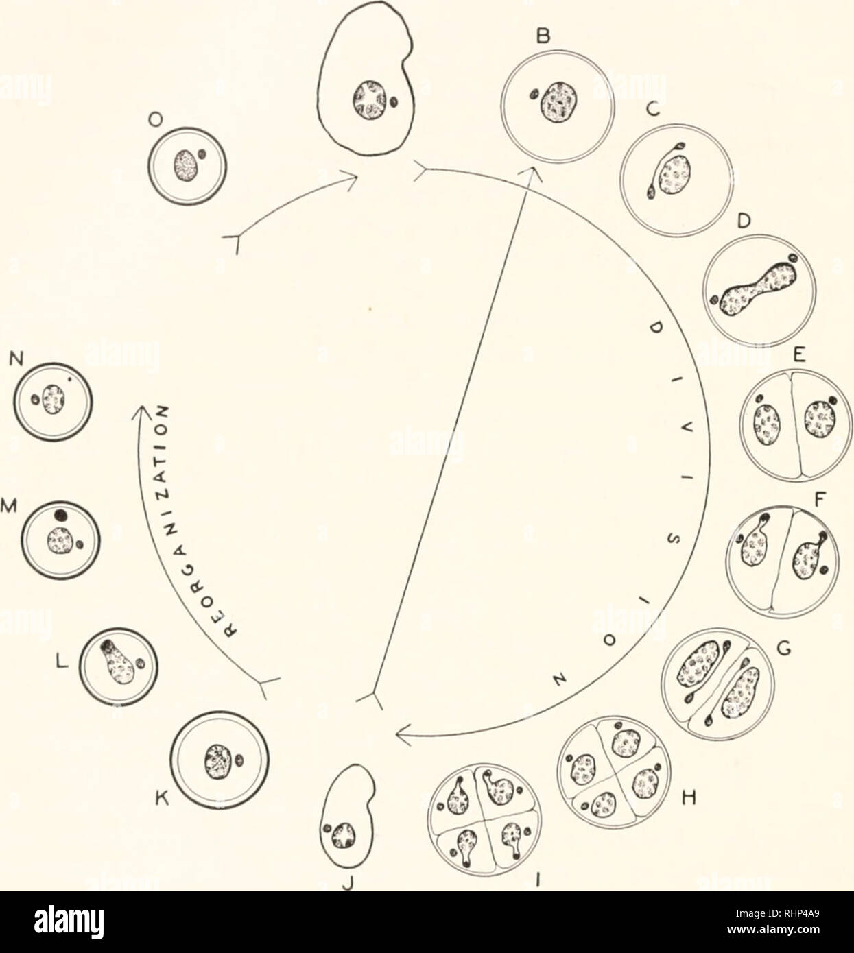 . The Biological bulletin. Biology; Zoology; Biology; Marine Biology. 184 GEORGE V. KI ODER AND C. LLOYD CLAFF or occasionally four cells, all motor organelles dedifferentiating until nothing can be seen but the nuclear apparatus and the granular cytoplasm. A B. K TEXT FIG. 1. Diagrammatic representation of the &quot;life cycle&quot; of Colpoda cuculhis illustrating the sequence of events during reproduction and resistant cyst formation. A-J, normal reproductive activity repeated (/ to B) under favorable cultural conditions. K-O, resistant cyst with space between N and () representing the lap Stock Photo