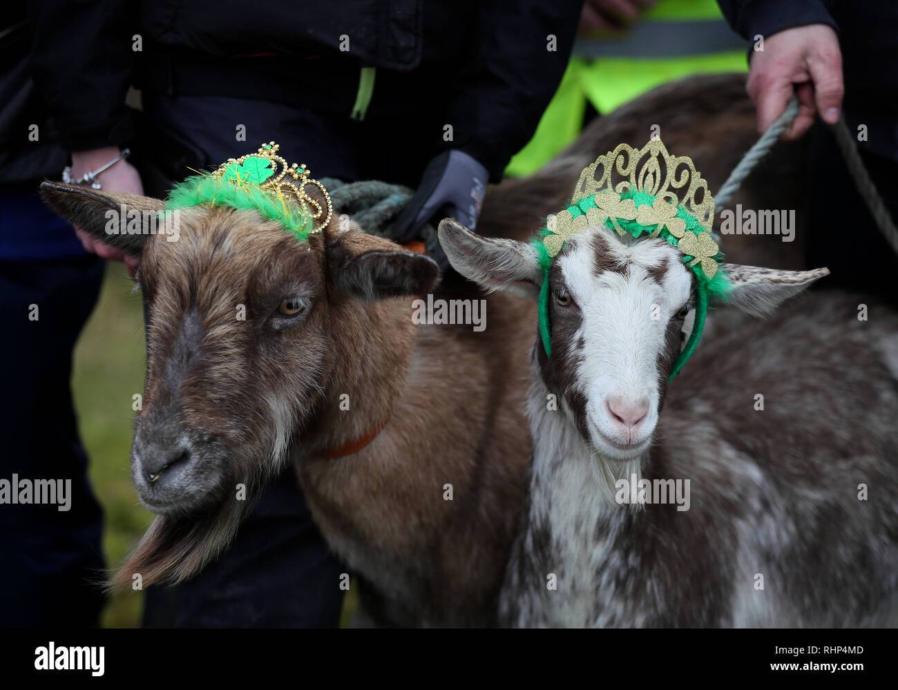 Goats are crowned on Spink Hill, Co. Offaly, during the 'Milking of the