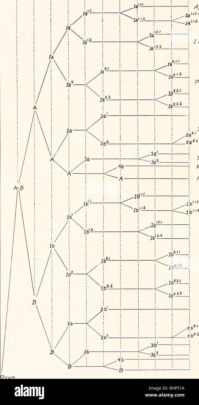 The Biological Bulletin Biology Zoology Biology Marine Biology 398 W W Newby Of Cell Lineage Of Urechis Caupo Amp 16 3z 48 S6 Aprca Ffoseffe T Ie I Left Anterior Z 2 Arm Of Cross