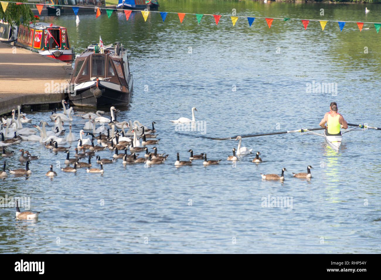 Rowers finish race hi-res stock photography and images - Alamy