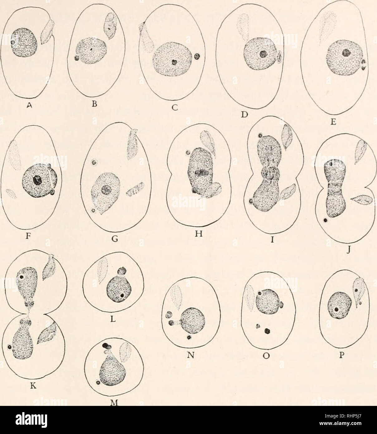 . The Biological bulletin. Biology; Zoology; Biology; Marine Biology. K FIG. 6. Glaucoma scintillans. Camera lucida drawings from material fixed in Schaudinn's fluid and stained with the Feulgen nucleic acid reaction. &lt; 567. A. Resting individual. B. Early division stage. The micronucleus is in the early prophase and a small bead of central chromatin has appeared in the macronucleus. C. Slightly later than B. D. Later stage. The central chromatin is large and deeply staining and the micronucleus is in the late prophase. E. The micronucleus is in the anaphase and the central chromatin is at  Stock Photo