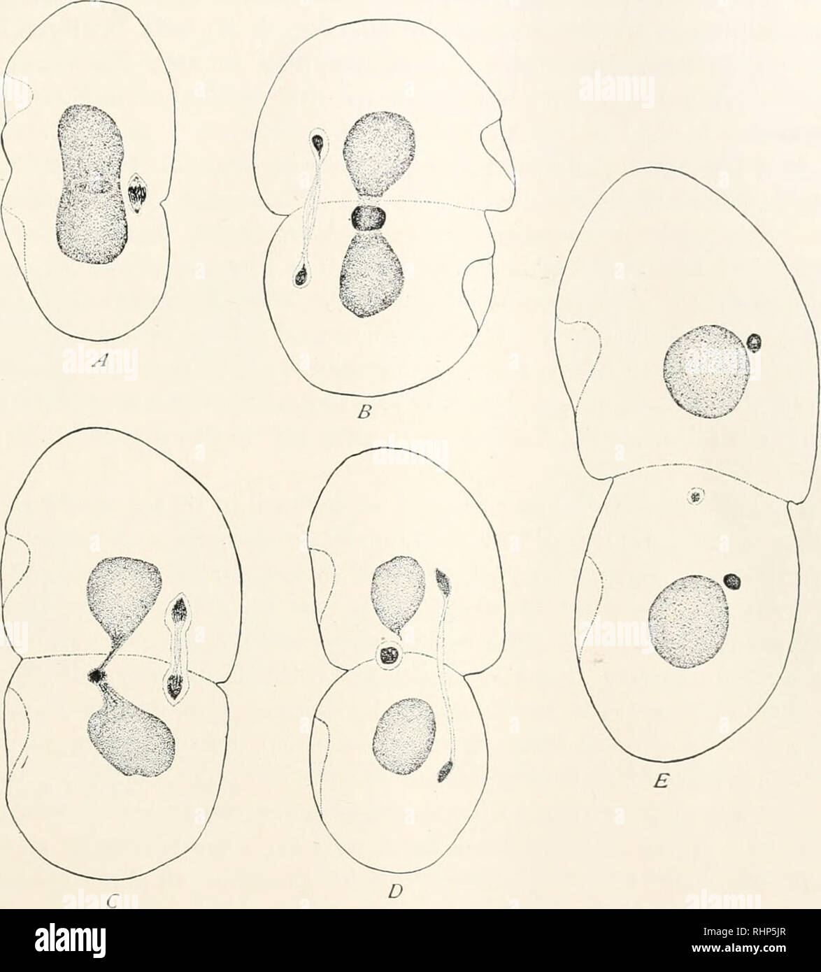 . The Biological bulletin. Biology; Zoology; Biology; Marine Biology. CILIATES FROM FRESH WATER MUSSELS 291. FIG. 2. The macronucleus of Conchaphthirius anodontcc during binary fission. Camera lucida drawings. X511. A. Earliest evidence of the formation of the ball of residual chromatin. Gilson-Carnoy's fluid—Heidenhain's hrematoxylin. B. Residual ball somewhat contracted and lying between the separating halves of the macronucleus. Schaudinn's fluid—Heidenhain's hsematoxylin. C. Further contraction of the residual ball and separation of the macronuclear halves. Schaudinn's fluid—Heidenhain's h Stock Photo