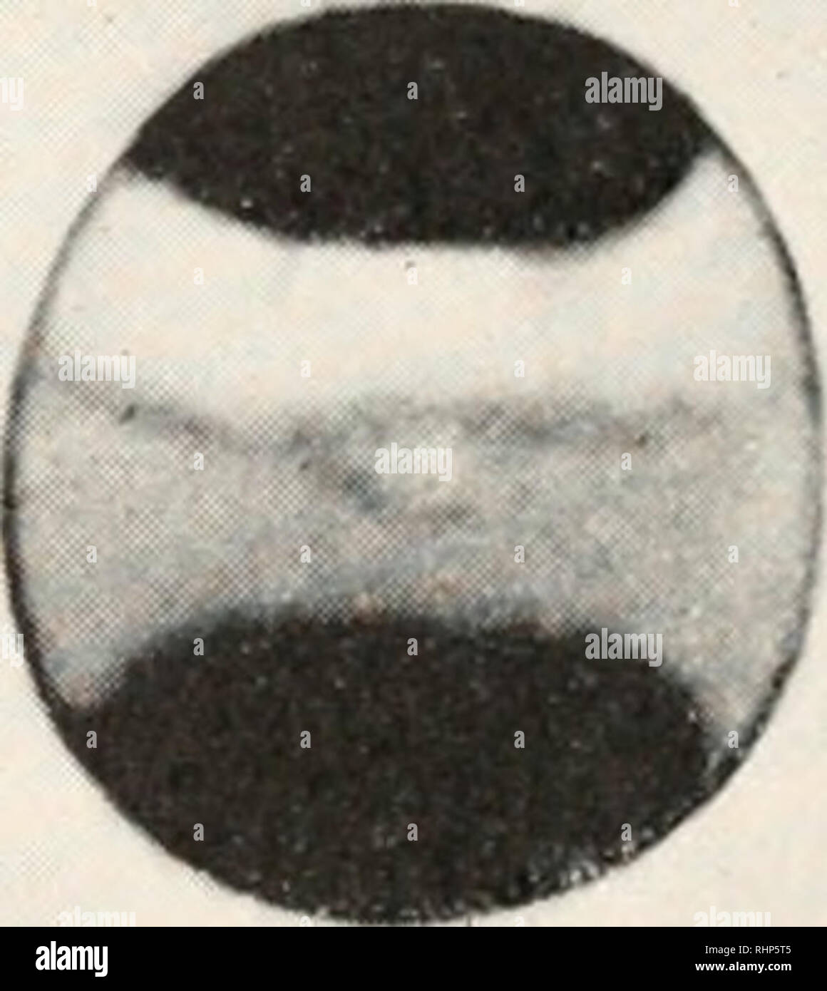 The Biological Bulletin Biology Zoology Biology Marine Biology 9 10 Explanation Of Photographs All Photographs Are Of Living Unfertilized Eggs Arranged With The Oil Cap Uppermost In Each Case Photographs 1