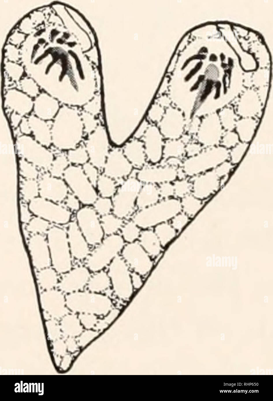 . The Biological bulletin. Biology; Zoology; Biology; Marine Biology