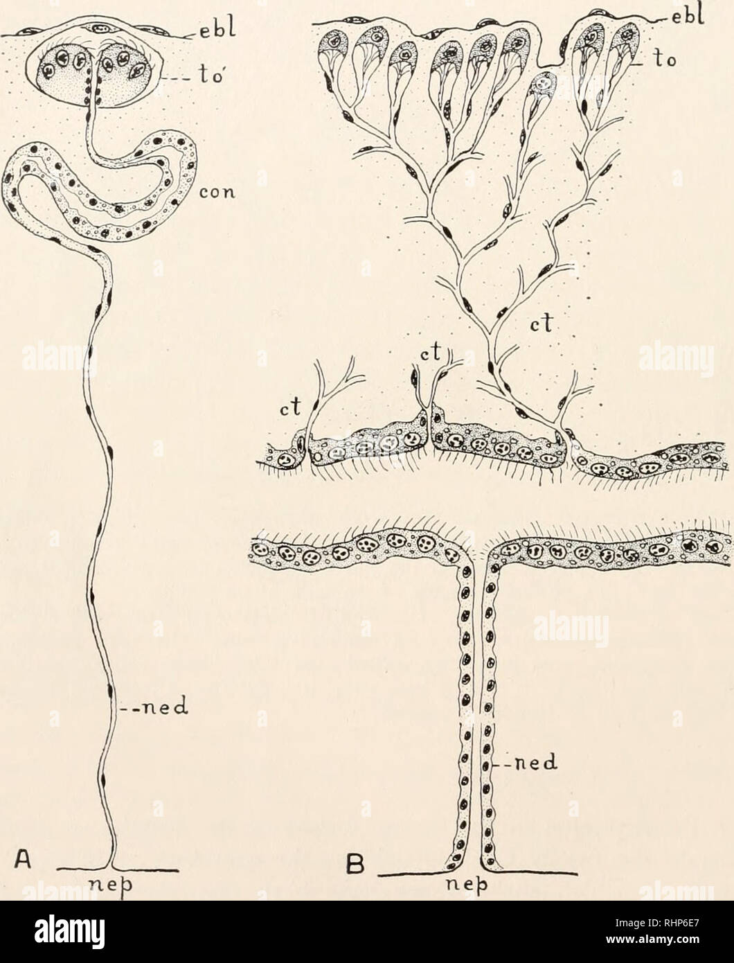 . The Biological bulletin. Biology; Zoology; Biology; Marine Biology. 214 WESLEY R. COE flame cells (Fig. 12, A; Fig. 17, B) imbedded in gelatinous parenchyma in close proximity to a blood space. Slender end canals from the flame cells lead to profusely branched collecting tubules and thence to a single thick-walled longitudinal canal on each side of the body. One or more slender efferent ducts lead from the longitudinal canal to the exterior of the body (Fig. 17, B). Occasionally, also, some of the efferent ducts open into the esophagus (Coe, 1906). In such a system the ciliary action of the  Stock Photo