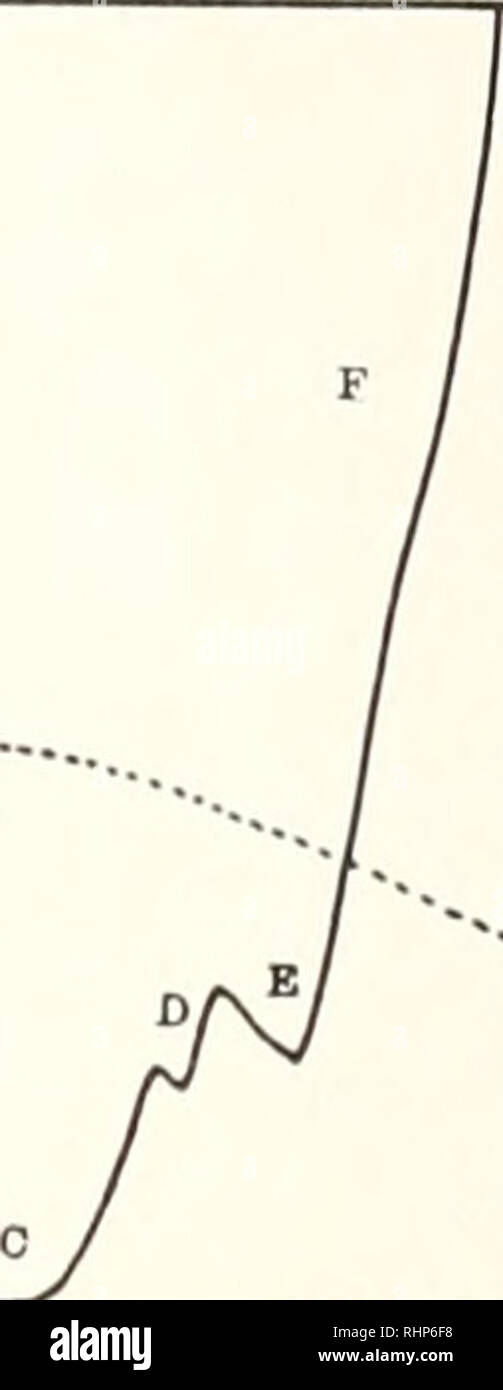 . The Biological bulletin. Biology; Zoology; Biology; Marine Biology. V.. 10 SO30 40 60 80 70 80 90 100 1 io TIME - DATS •330 310 § M»o g 270 ?! o 250 Jj 230 2 a 210 2 o 190 * 170 160 FIG. 1. Rates of oxygen consumption and body weights during the development of diapause and non-diapause types of animals at constant temperature of 28° C. Ordinates at left, millimeters change of manometer fluid per hour per gram or- ganism (same manometer used throughout experiment; to convert readings into actual amounts of oxygen, results are multiplied by factor for the manometer in question). Ordinates at r Stock Photo