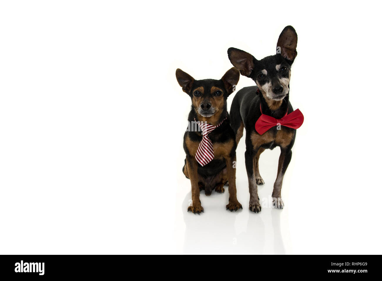 TWO PINSCHERS DOGS WITH RED BOW TIE ISOLATED ON WHITE BACKGROUND. Stock Photo