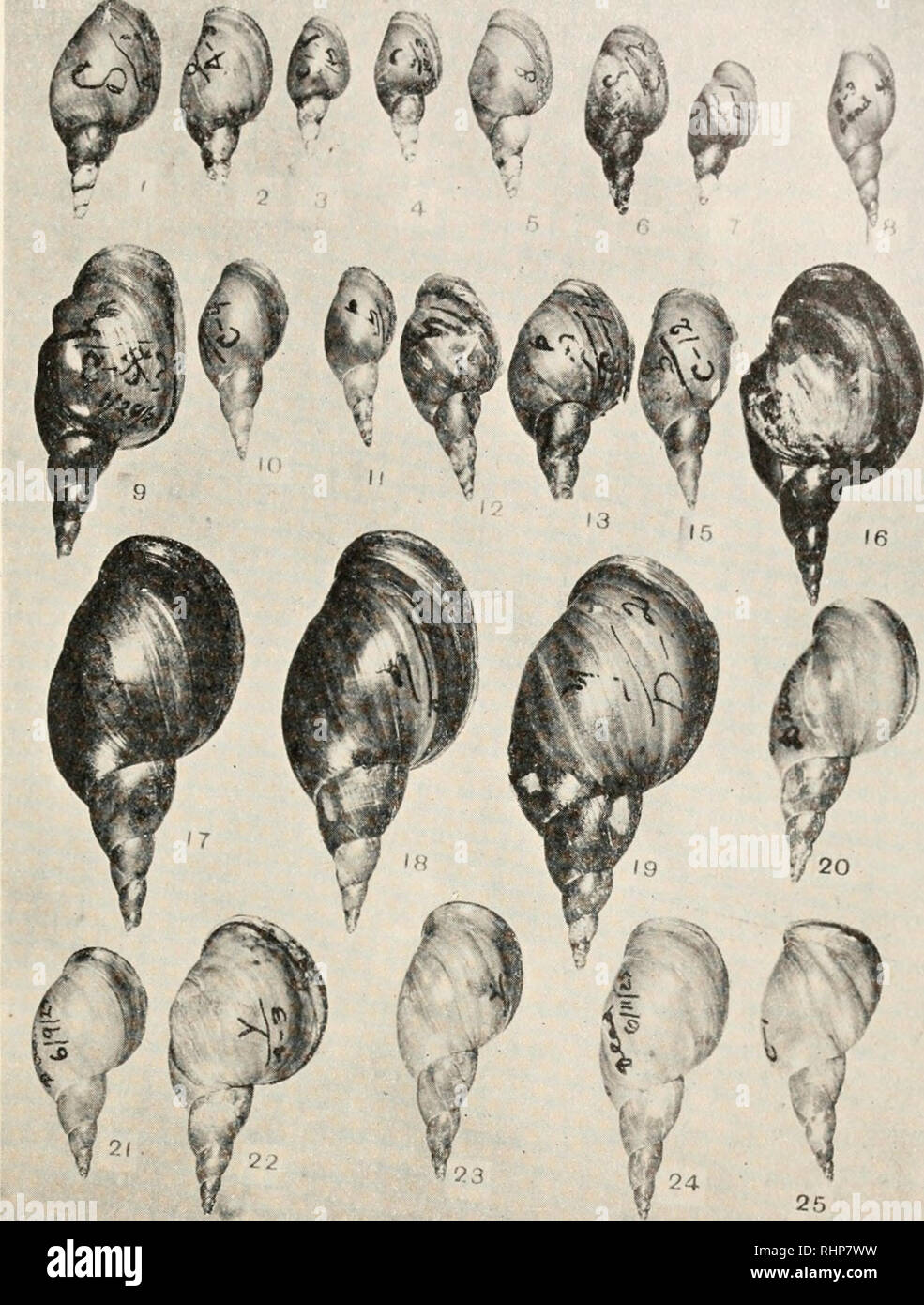 . The Biological bulletin. Biology; Zoology; Biology; Marine Biology. GROWTH OF A POND SNAIL. 59. FIG. 9 shows the effect of favorable (Nos. 17-19) and unfavorable culture media on growth; food and other factors being equal. (X i.) Nos. 1-7, distilled water and leaf lettuce (see Figs. 5, 6, L, E); ages at death were as follows; No. i, 231 days; 2, 235; 3, 199; 4, 175; 5, 168; 6, 269; 7, 196. Nos. i and 2 are from group B, Fig. 5; Nos. 3 and 4, H, Fig. 5; 5 and 6, L, Figs. 5 and 6; 7, AT Fig. 5 or E, Fig. 6. No. 8 (Fig. 7, B), tap water and iceberg lettuce, age 74 days. Nos. 9-16, foul media (F Stock Photo