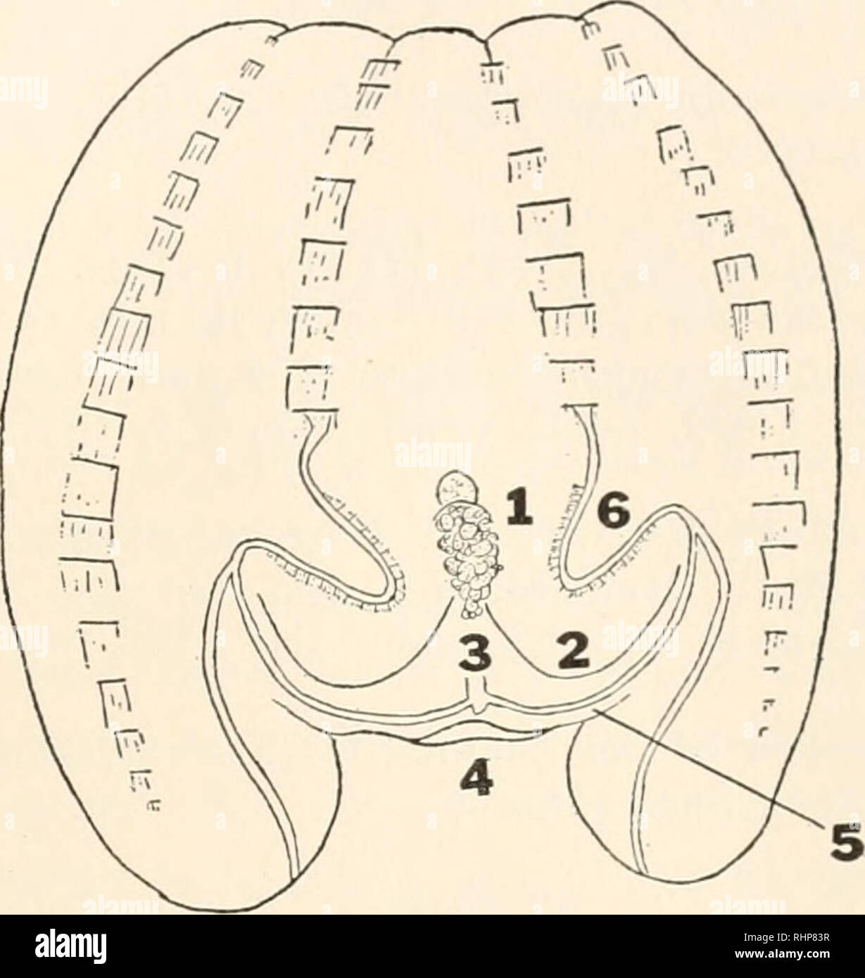 . The Biological bulletin. Biology; Zoology; Biology; Marine Biology. FEEDING MECHANISM OF MXEMIOPSIS. 77 This remarkable food catching apparatus of Mnemiopsis, in which the conveying system seems to foreshadow that of the bivalves, is certainly a great advance over that of the Scyphozoa.. FIG. 9. Young Mnemiopsis Icidyi, 8 mm. high. i. Branched tentacle en- tirely retracted, but same as in Fig. 7. 2. Tentacular ridge. 3. Paragastric canal, termination shown with branches. 4. Mouth. 5. Beginning of labial ridge. 6. Developing auricles. Of its efficiency there can be no doubt, for compare Bigel Stock Photo