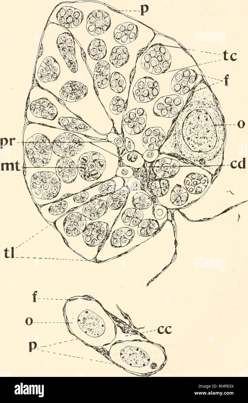 . The Biological bulletin. Biology; Zoology; Biology; Marine Biology. 356 INEZ WHIPPLE WILDER AND ELIZABETH BARRETT PEABODY. ing one of the lobules and thus apparently the equivalent of many cysts. The characteristic anabolic and katabolic nature of the fe- male and male cells respectively is thus well exemplified. The fe- male cell grows, the male cell divides. In the whole series of sec-. tl FIG. 4. Cross section through the gonads of the adult hermaphrodite at the level indicated in Fig. i B by the line 1-2 (X 87). The two gonads ar« brought nearer together in the drawing than their actual  Stock Photo