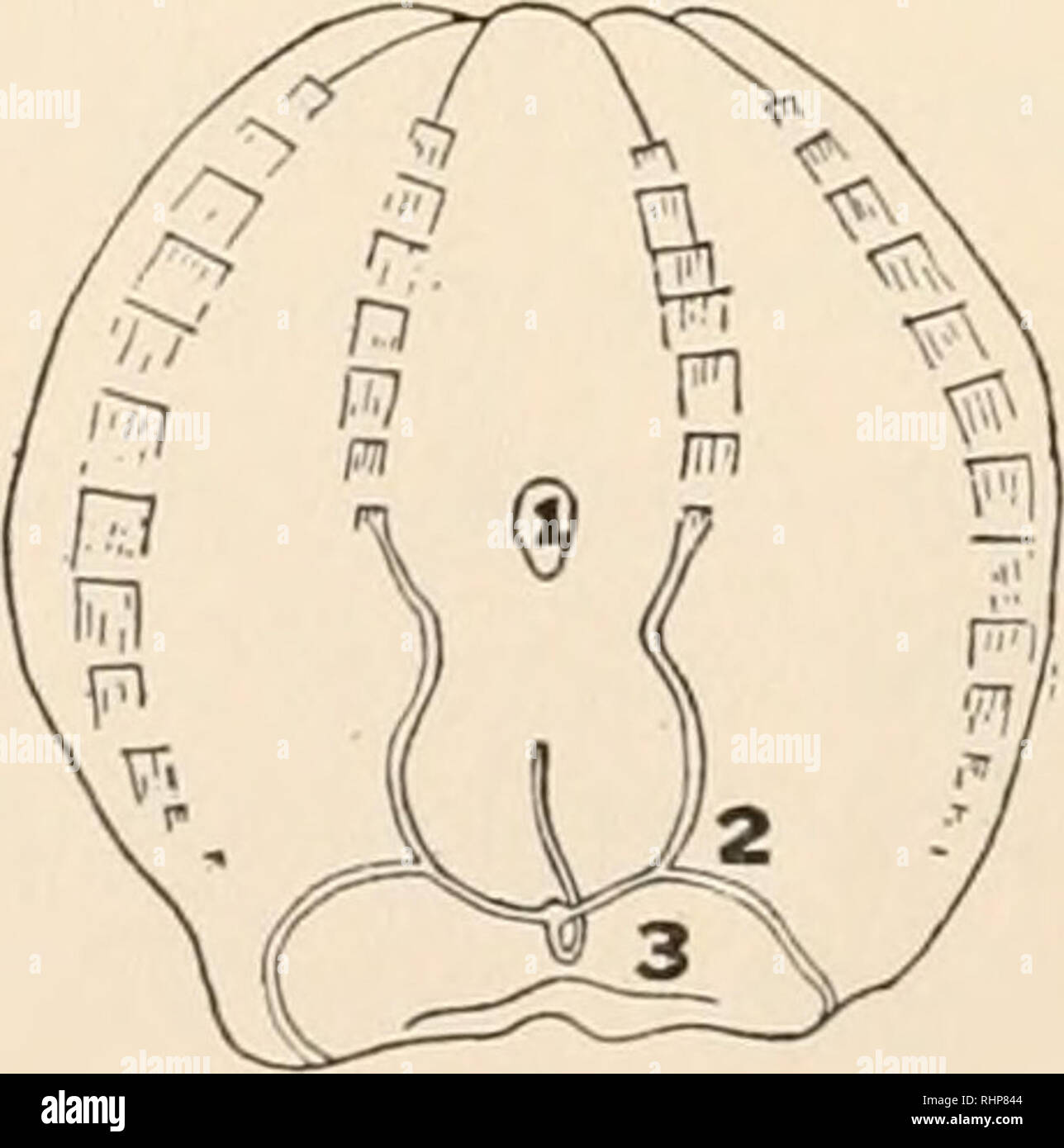 . The Biological bulletin. Biology; Zoology; Biology; Marine Biology. FIG. 7. Young Mnemiopsis Icidyi, 2 mm. high. i. Branching tentacle, partially contracted. 2. Paragastric canals, only unbranched terminations shown. 3. Mouth.  The 8 mm. specimens are much further advanced, Fig. 9. The auricles are now forming, and the tentacular ridge has appeared as a slight fold or line as shown, but it is not connected to the tentacular bulb, and possesses no tentacles. It was observed that tentacles never appeared along the tentacular ridge until it had joined the tentacular bulb.. FK;. 8. Young Mnemio Stock Photo