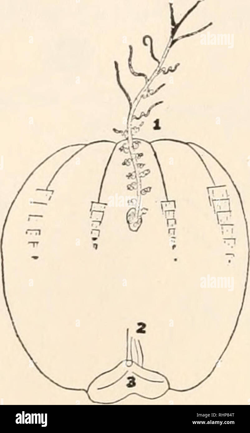 . The Biological bulletin. Biology; Zoology; Biology; Marine Biology. j6 HOLLAND J. MAIN. The next step in development was found in a 6 mm. specimen, Fig. 8. This stage has still the two compound tentacles.. FIG. 7. Young Mnemiopsis Icidyi, 2 mm. high. i. Branching tentacle, partially contracted. 2. Paragastric canals, only unbranched terminations shown. 3. Mouth.  The 8 mm. specimens are much further advanced, Fig. 9. The auricles are now forming, and the tentacular ridge has appeared as a slight fold or line as shown, but it is not connected to the tentacular bulb, and possesses no tentacle Stock Photo