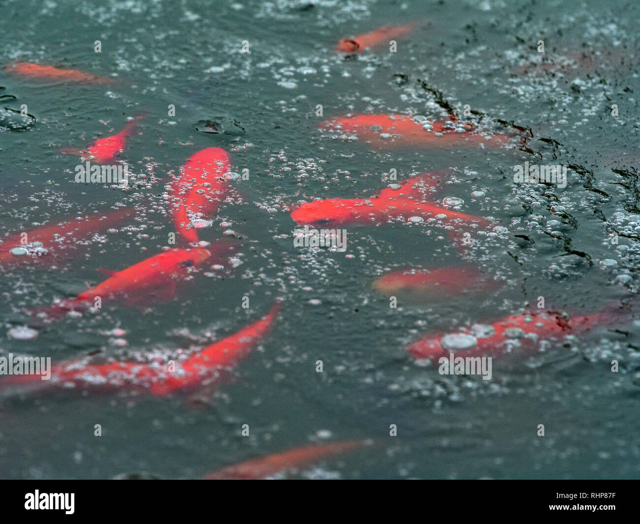 Fish frozen ice pond hires stock photography and images Alamy