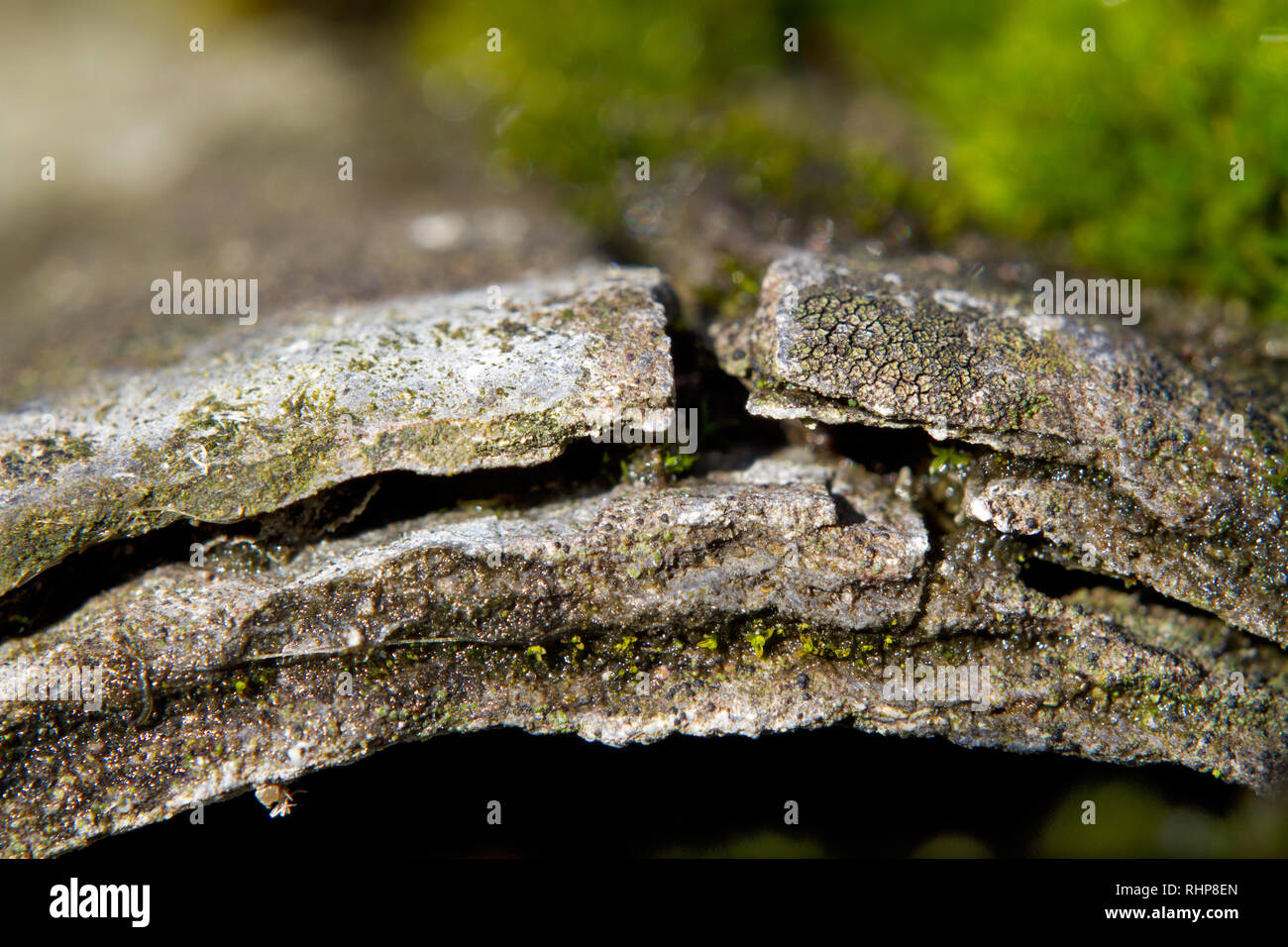 Close-up of heavily eroded corrugated asbestos cement sheets, grown with moss and lichens Stock Photo