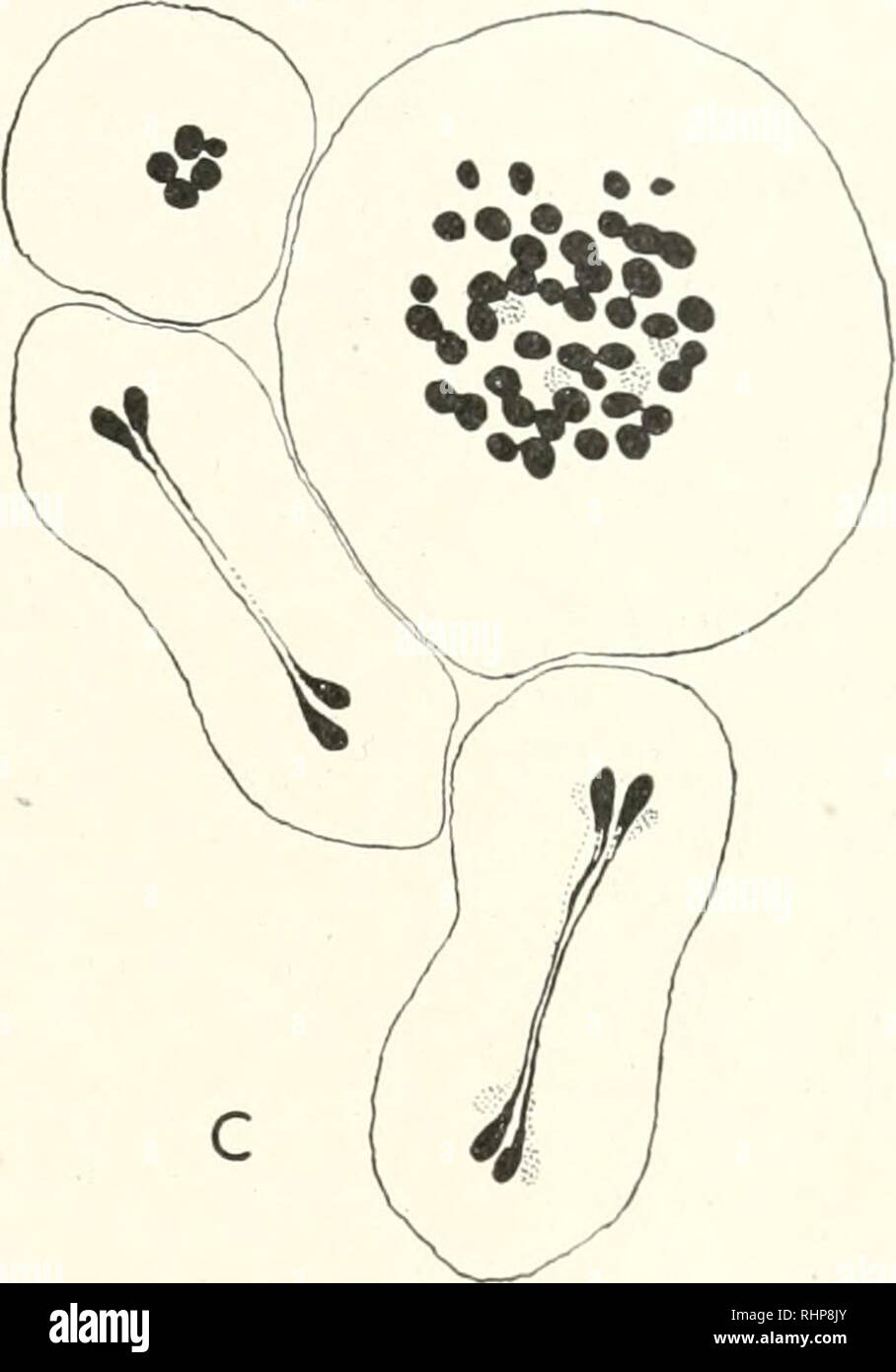 Metaphase plates hi-res stock photography and images - Alamy
