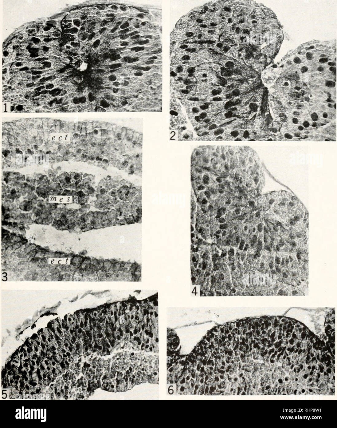 . The Biological bulletin. Biology; Zoology; Biology; Marine Biology