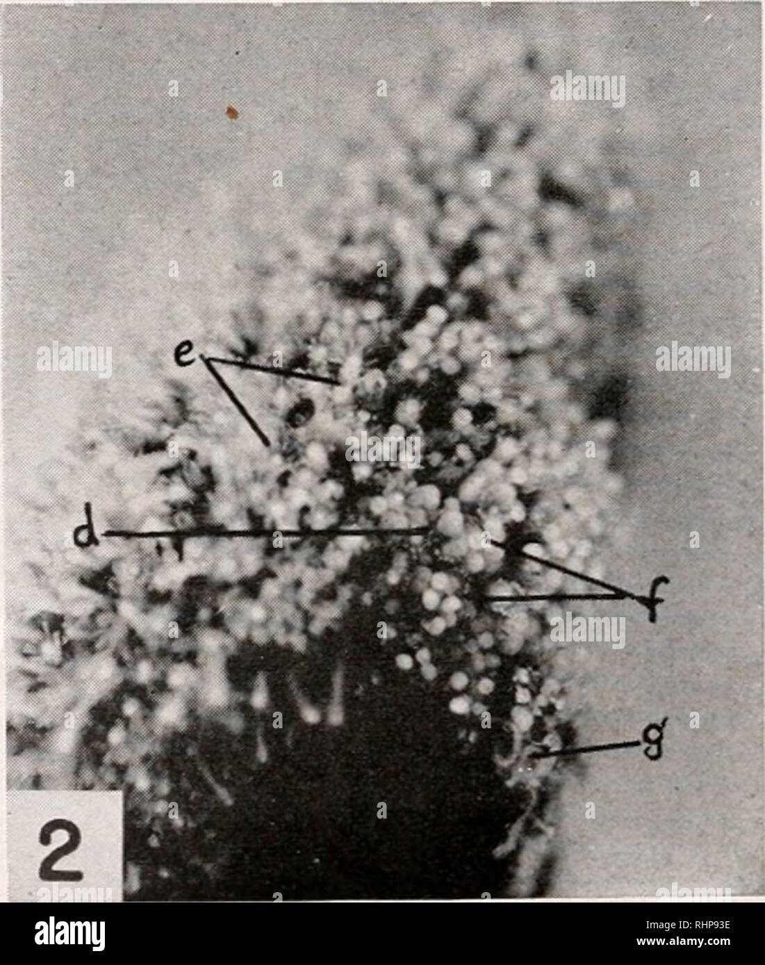 . The Biological bulletin. Biology; Zoology; Biology; Marine Biology. PLATE I FIG. 1. Male colony of Hydractinia just starting to shed sperm, (o) Gono- zooid bearing two white ripe gonophores and two translucent unripe gonophores; (b) feeding polyp; (c} spiral streams of sperm from ruptured gonophores. To- ward lower right, a foggy area full of dispersing sperm. About 6 X. FIG. 2. Female colony of Hydnictiniit just starting to shed eggs, (d) Gono- phores containing ripe unshed eggs; (c) feeding polyps; (/) clusters of eggs just shed; (&lt;/) stinging polyps around lip of snail shell. About 6 X Stock Photo