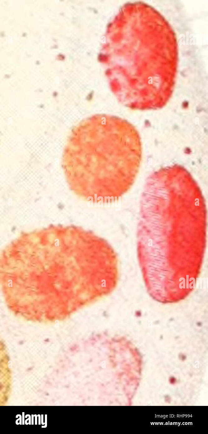 . The Biological bulletin. Biology; Zoology; Biology; Marine Biology. B C .'••&quot; • '*. •. FIG. 2. Brcsslaua insidicitri.r showing the color changes with neutral red dur- ing feeding. A. Freshly excysted ciliate with old residue. Note the position of the cilia. B. Trapping of prey, Colpoda stcinii, and defecation of residue. The cilia are bent and move in slow waves during this stage. C. Prey entering the pros- pective food vacuole, the fluid content of which is a faint pink. D. Food vacuole closed off from the mouth. At this stage the prey is instantly killed. Note the appearance of the ch Stock Photo