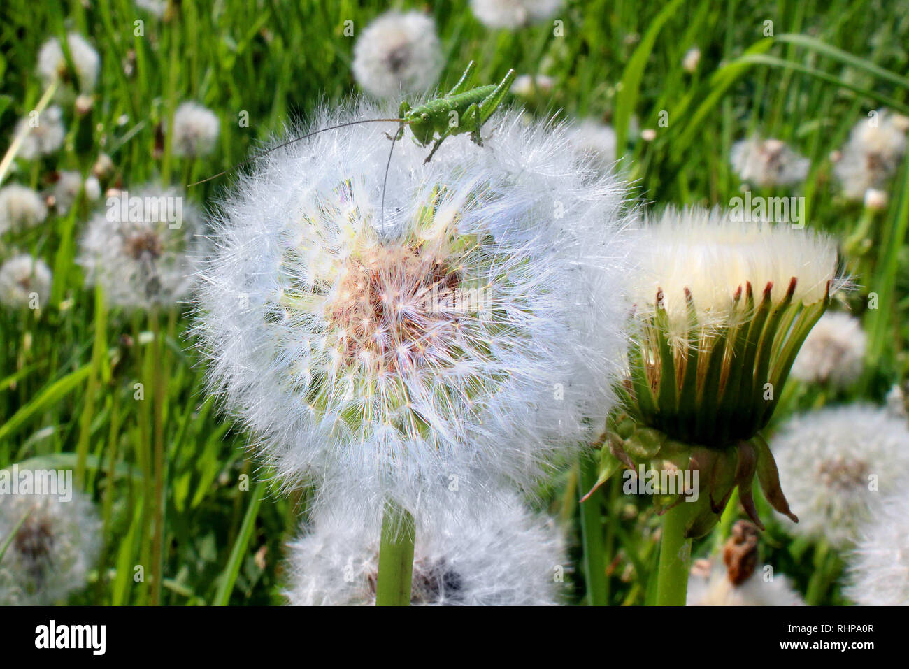 Dandelions with a cricket detail on it and zoomed in through a magnifying glass Stock Photo