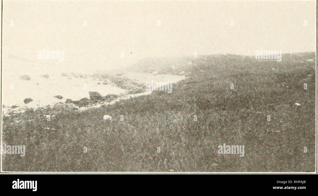 . The Biological bulletin. Biology; Zoology; Biology; Marine Biology. FAUNA OF PENIKESE ISLAND. 19 The party was conveyed from the Fisheries Laboratory at Yoods Hole to Penikese Island by the U. S. Fisheries Steamer Pharalope. Collecting apparatus of every character as available was taken; there were seines, townets, dipnets, butterfly nets, sweeping nets, spade, rakes, gun, dipper, spoon, rat traps, mouse traps, etc., with necessary reagent for killing and pre- serving, and containers of various sorts, besides maps, labels, salinometers and cameras. The methods employed may be inferred from  Stock Photo