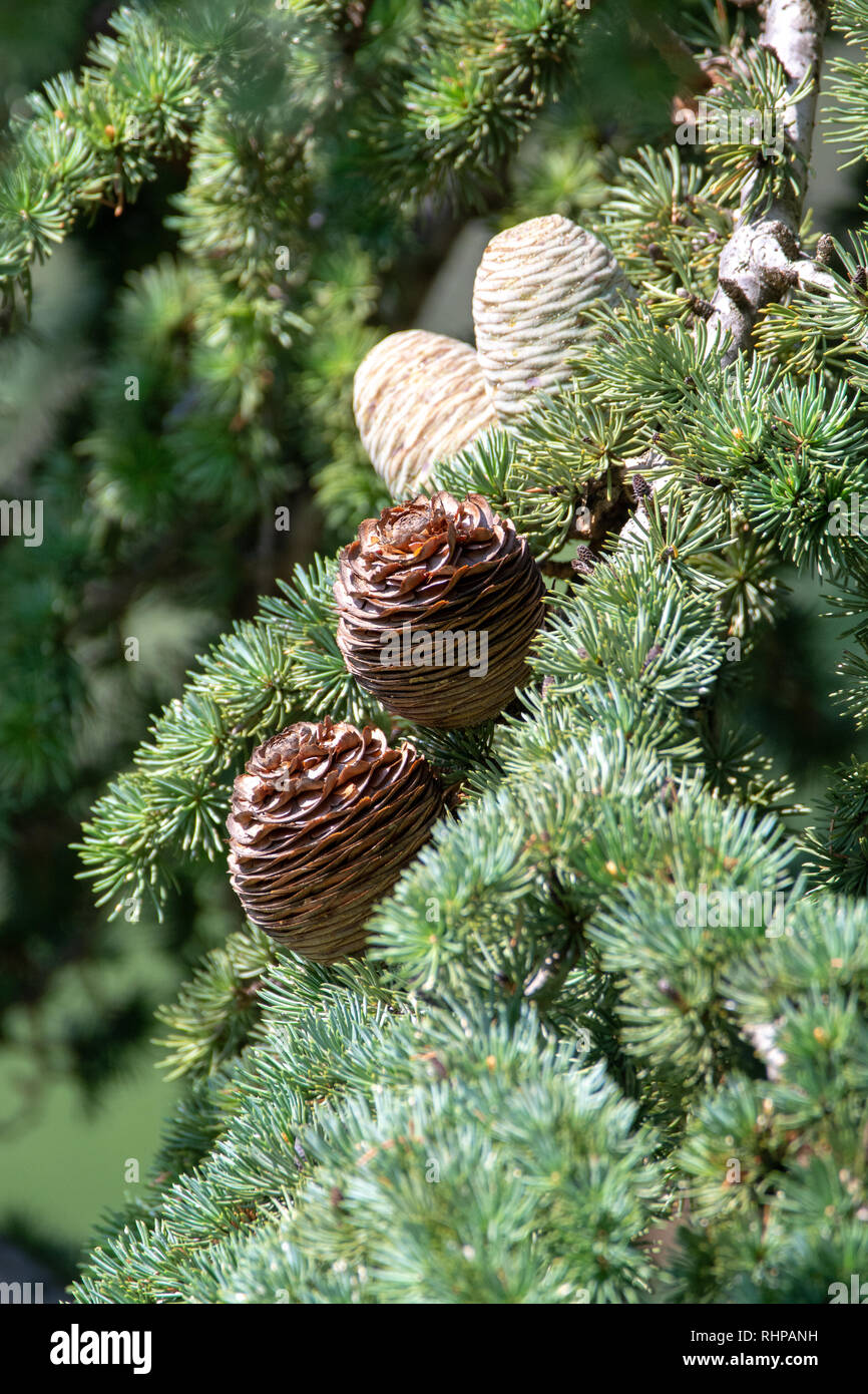 Himalayan cedar or deodar cedar tree with female and male cones