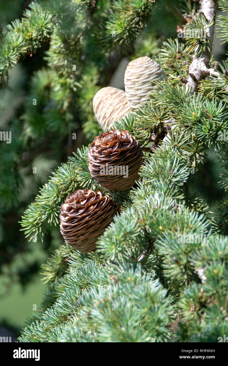 Himalayan cedar or deodar cedar tree with female and male cones, Christmas background close up Stock Photo