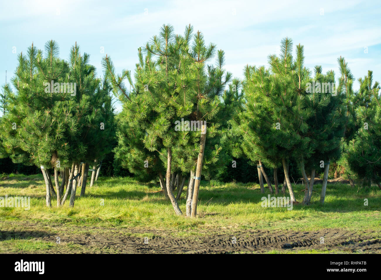 Cultivation of young pine trees growing on tree nursery for garden ...