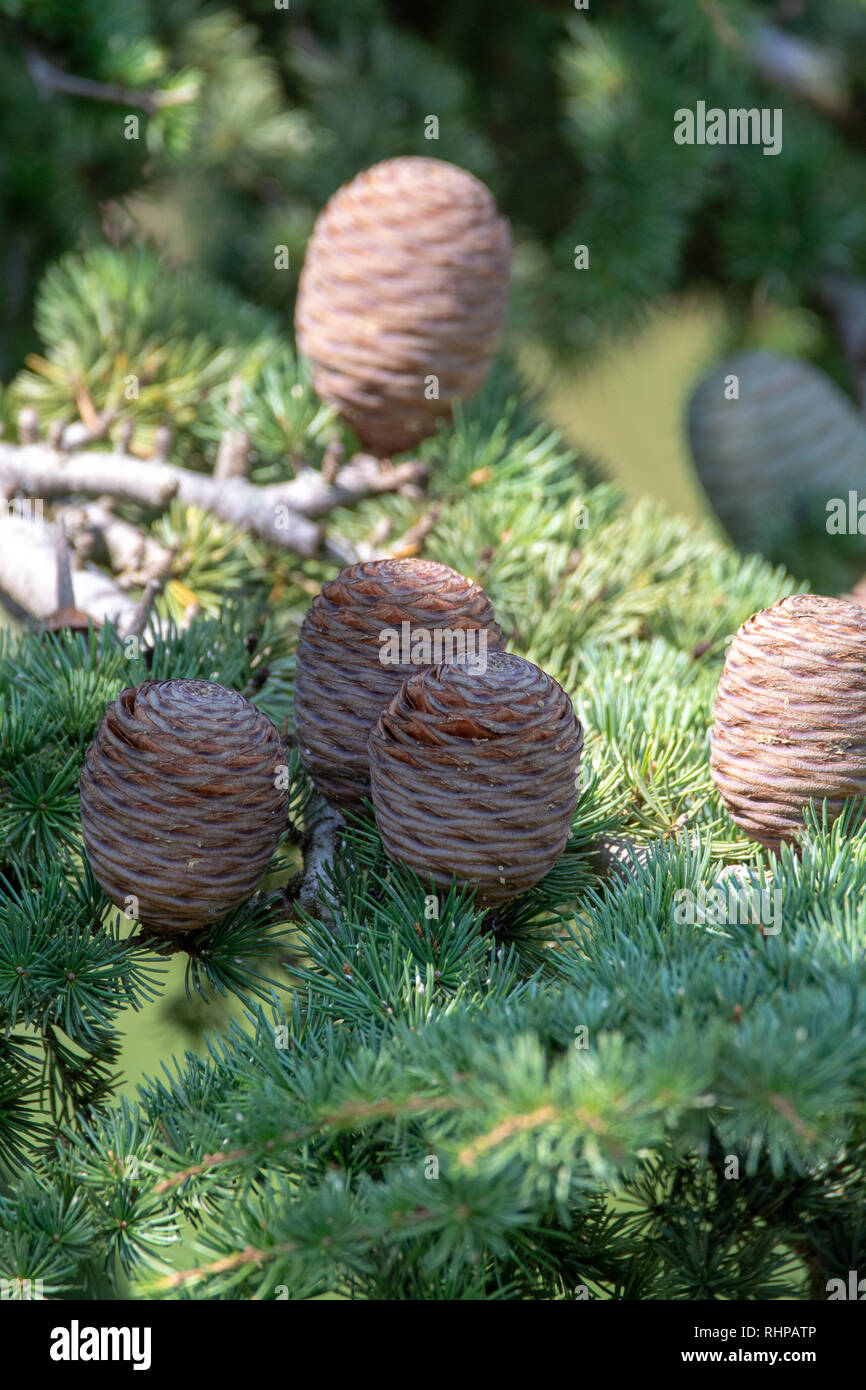 Himalayan cedar or deodar cedar tree with female cones, Christmas background close up Stock Photo