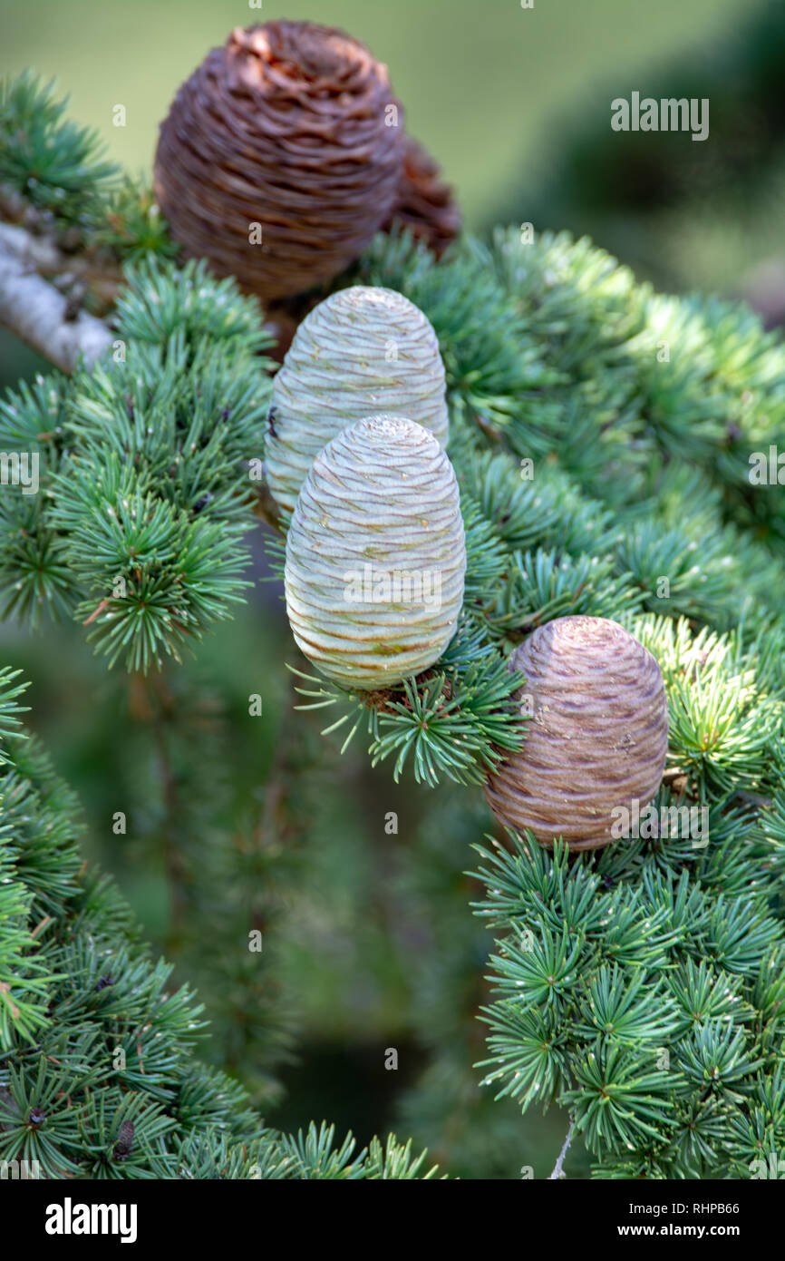 Himalayan cedar or deodar cedar tree with female and male cones