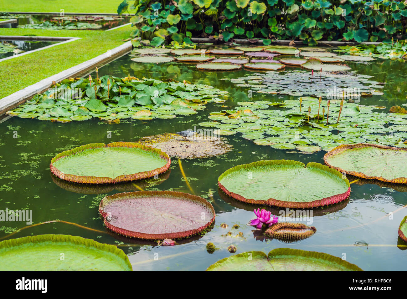 Flower of the Victoria Amazonica, or Victoria Regia, the largest