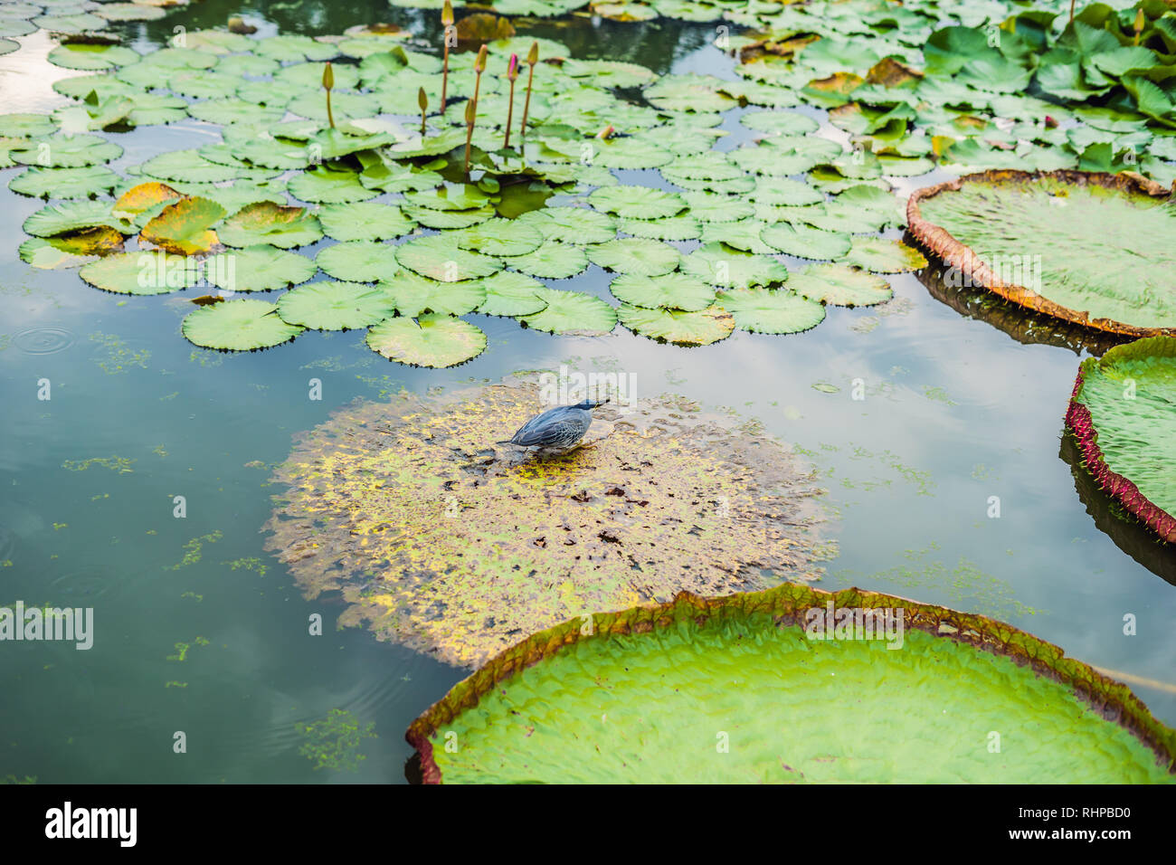 Flower of the Victoria Amazonica, or Victoria Regia, the largest aquatic plant in the world in